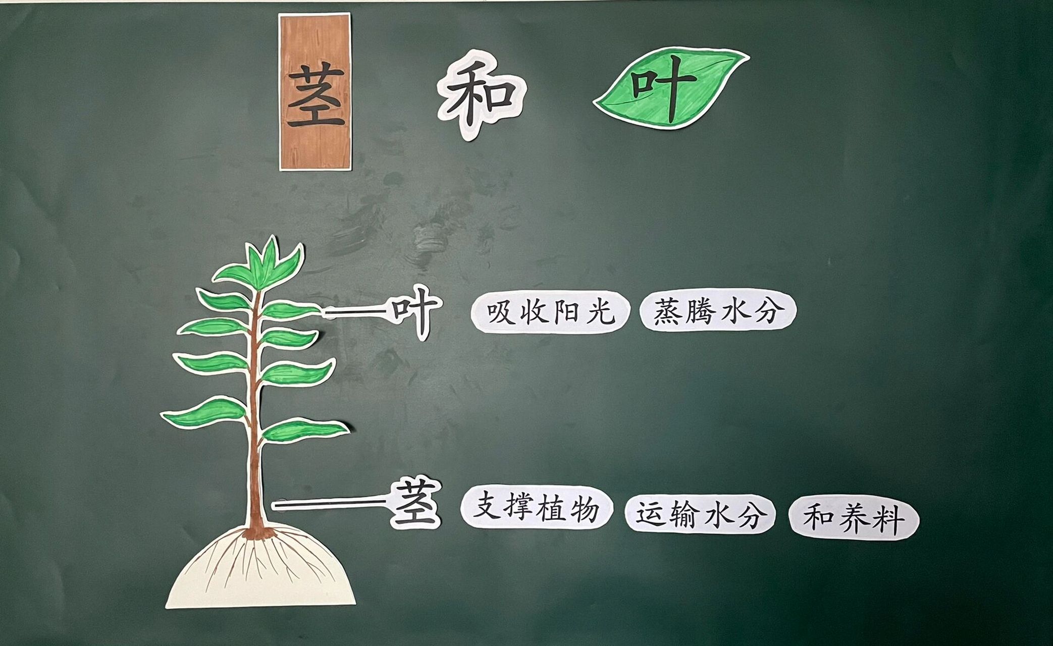 四下科学   1—4 茎和叶   板书设计 四年级下册科学   1—4茎和叶