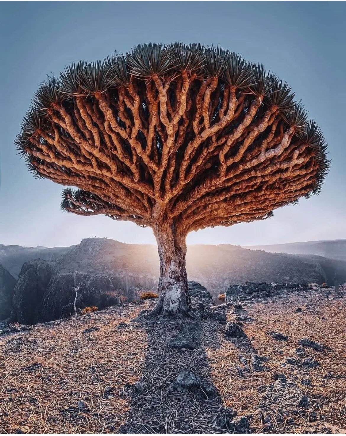 龙血树|活了8000岁的植物寿星 97据说古时巨龙与大象交战时,巨龙的