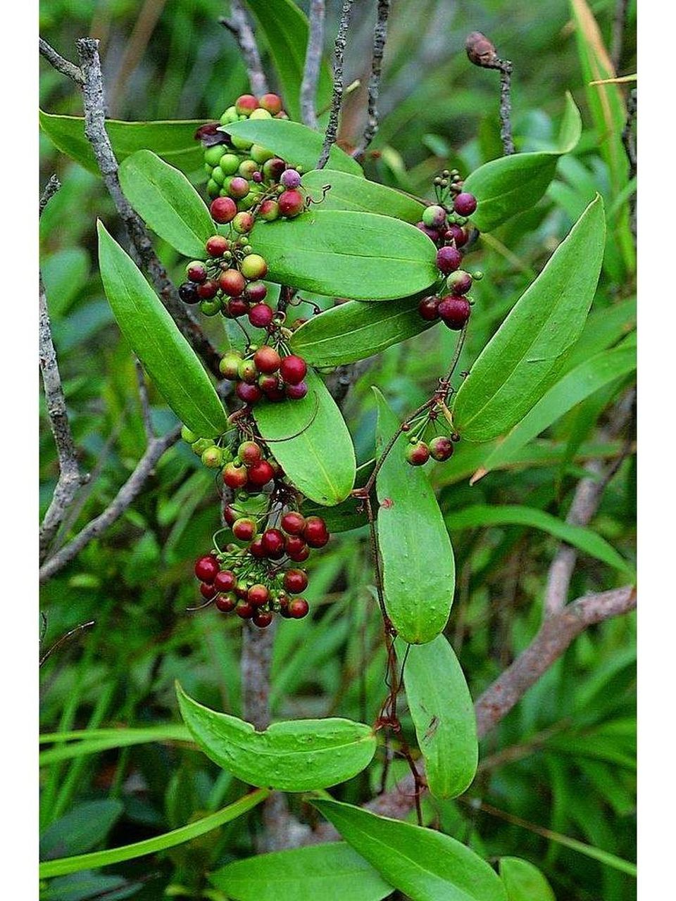 本草纲目—土茯苓 土茯苓土茯苓是一味清热药 又名:白余粮,刺猪苓,草