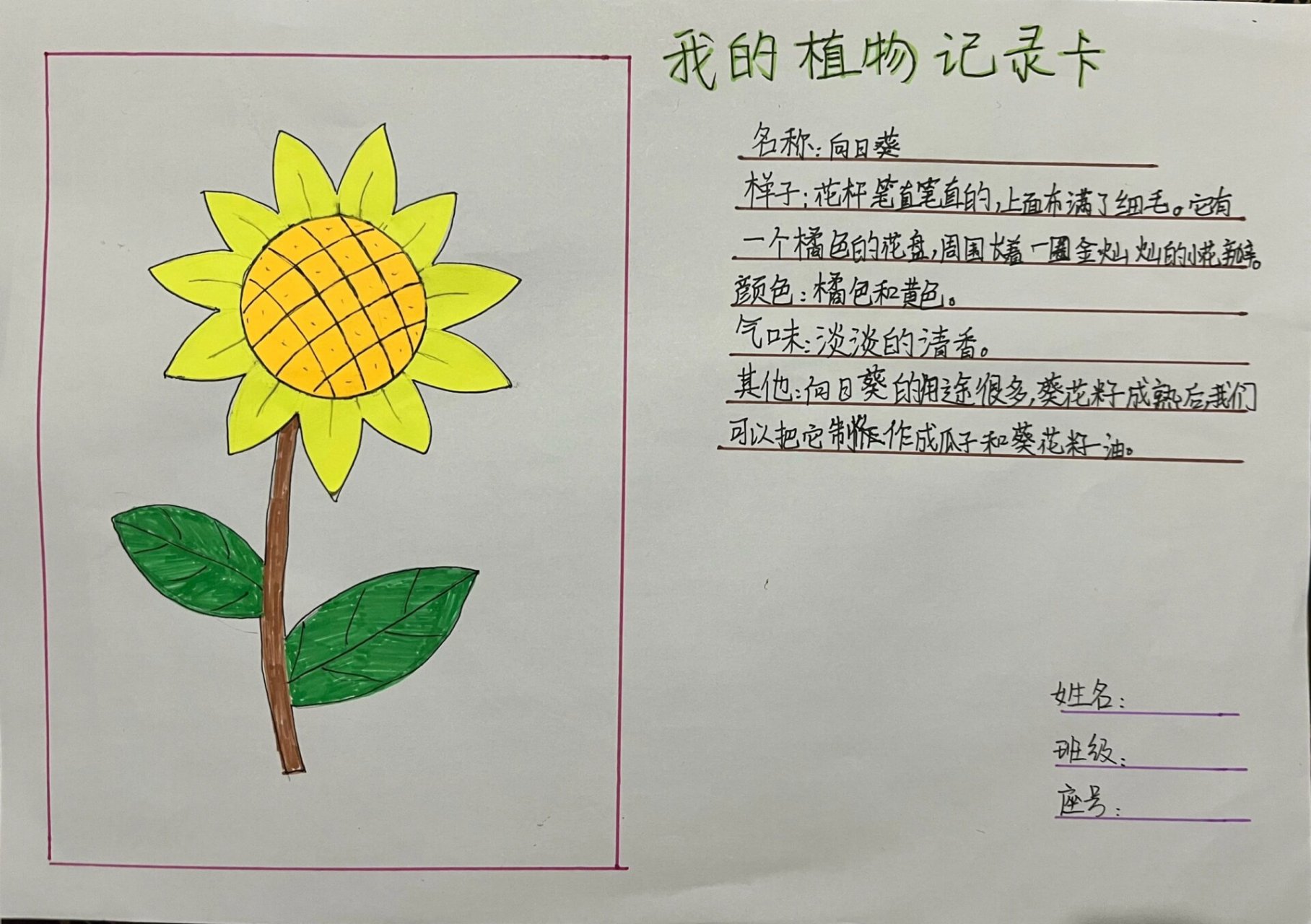 小学三年级植物记录单图片