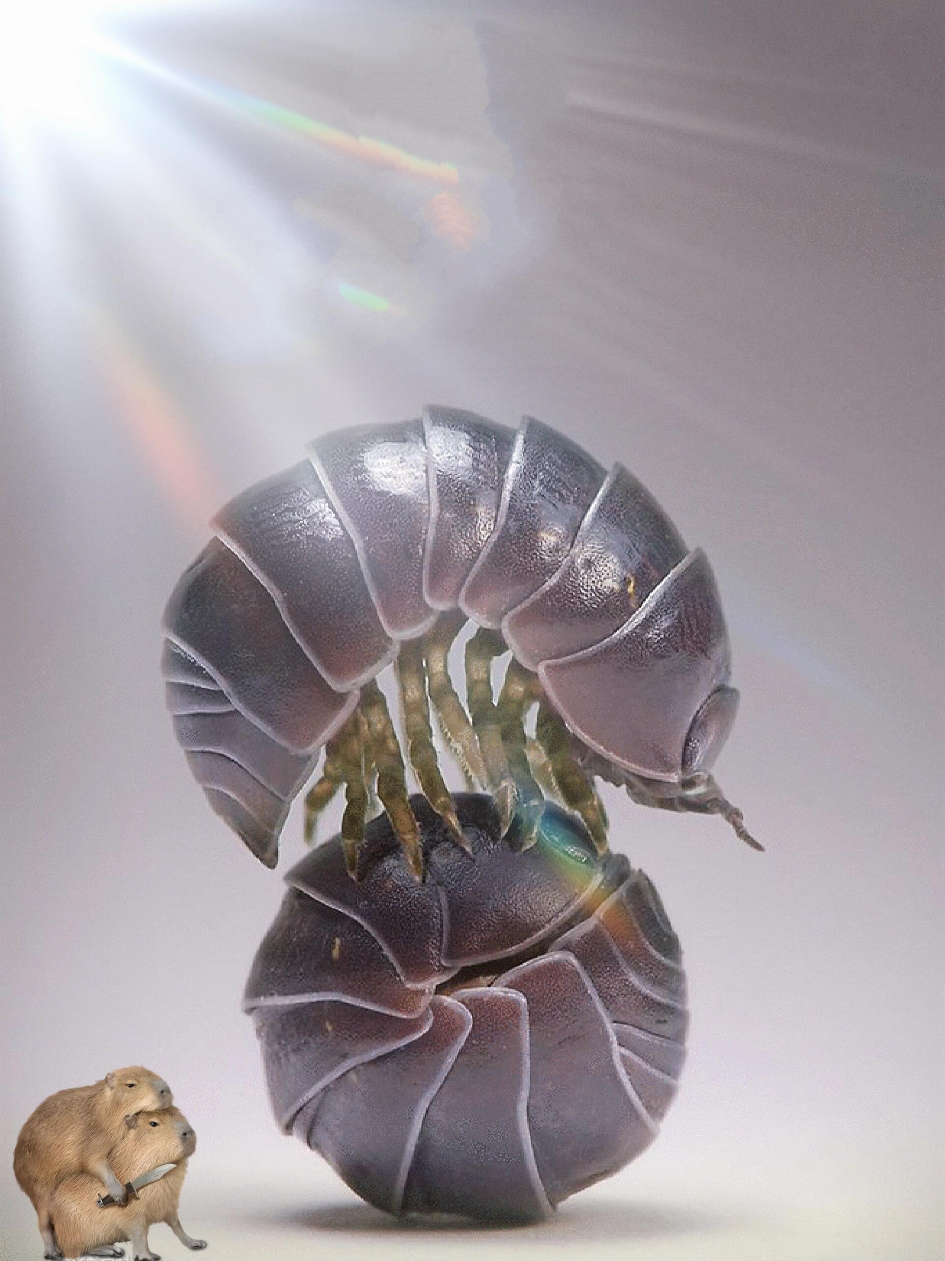 四害消杀|鼠妇又称潮虫【西瓜虫