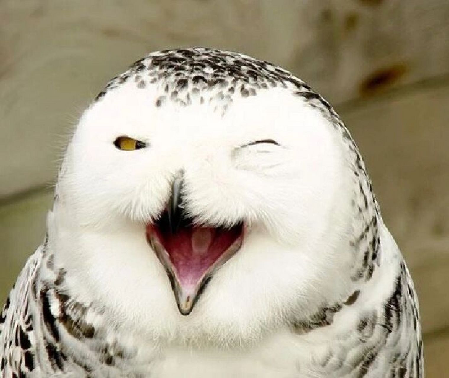 每日一鸟|雪鸮(snowy owl) 被这么开心的表情感染到了!