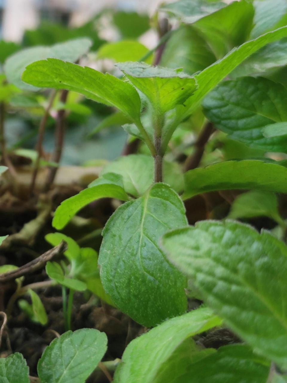 鱼香菜图片作用与功效图片