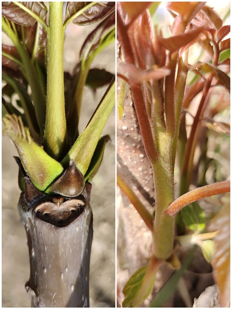 如何区分香椿和臭椿 左为香椿右为臭椿 1,香椿树枝微红绿色,相比臭椿