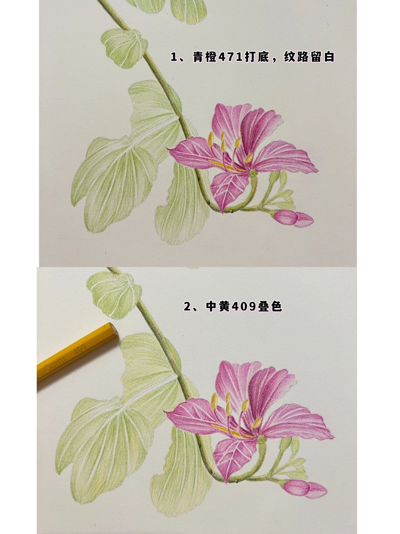 彩铅花卉——紫荆花,附步骤图