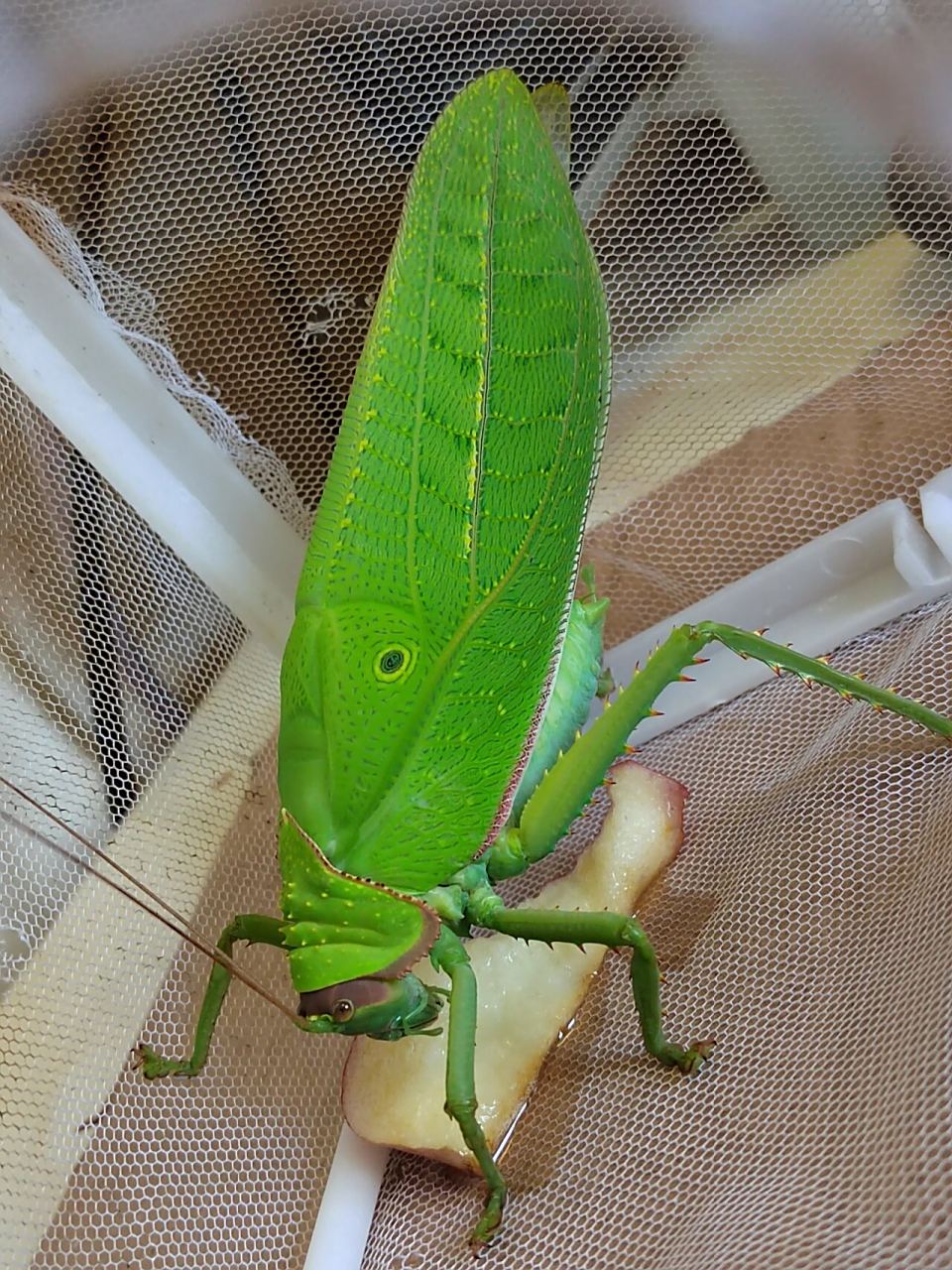 巨拟叶螽,产地西双版纳,最大的螽斯科鸣虫,叫声像小鸟!