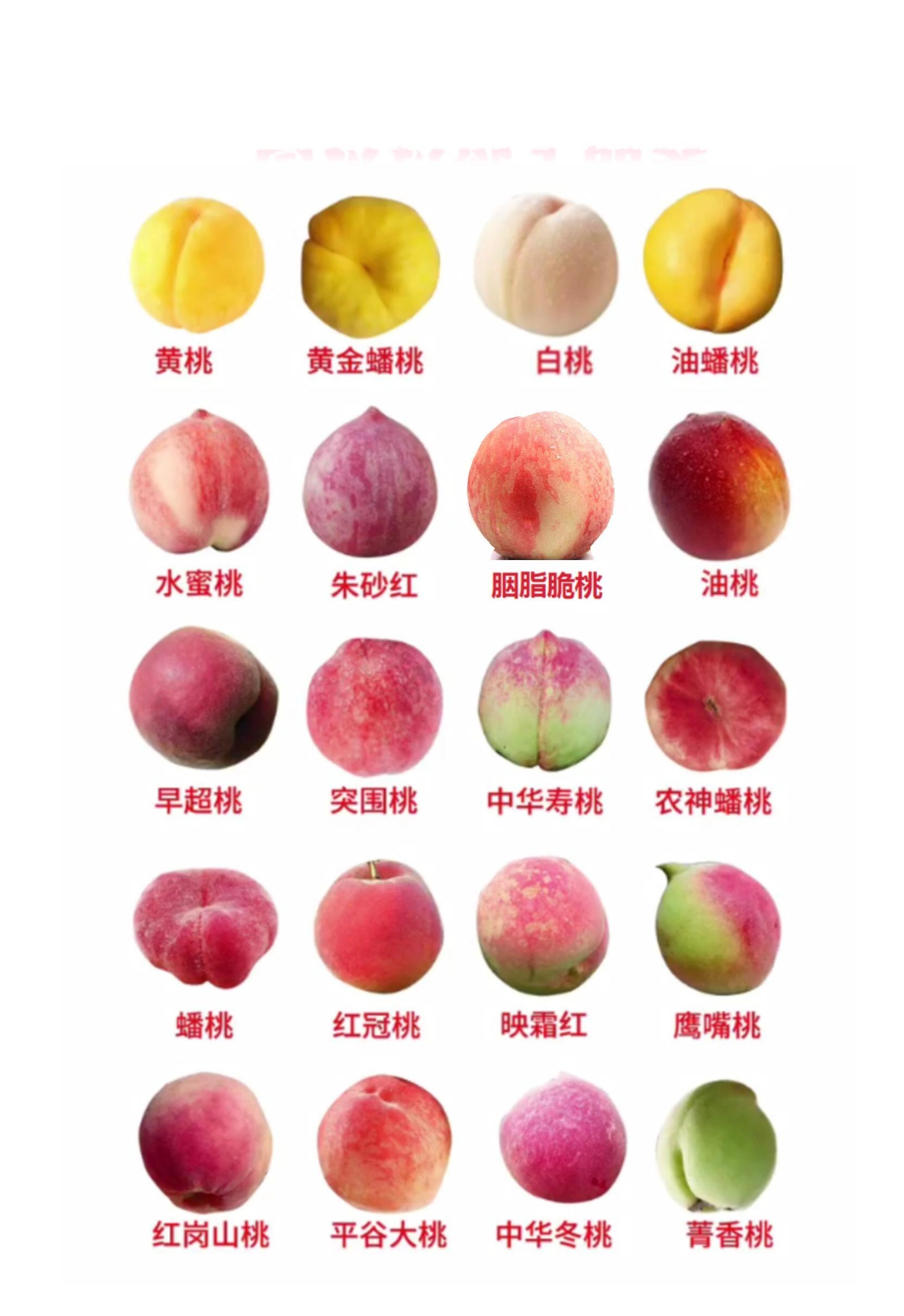 一图认识桃子品种/品类,有你喜欢的吗06