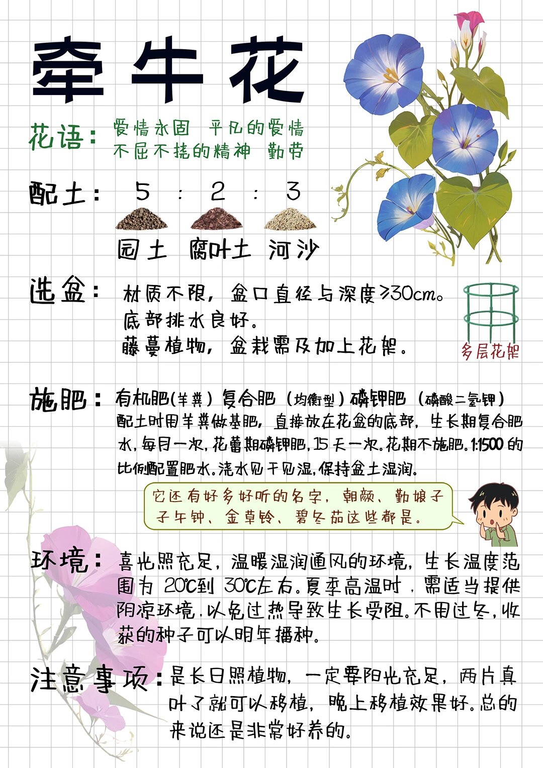 牵牛花怎么种