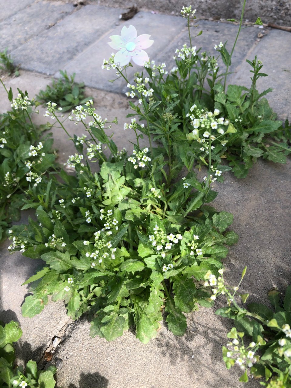 芨芨菜幼苗图片