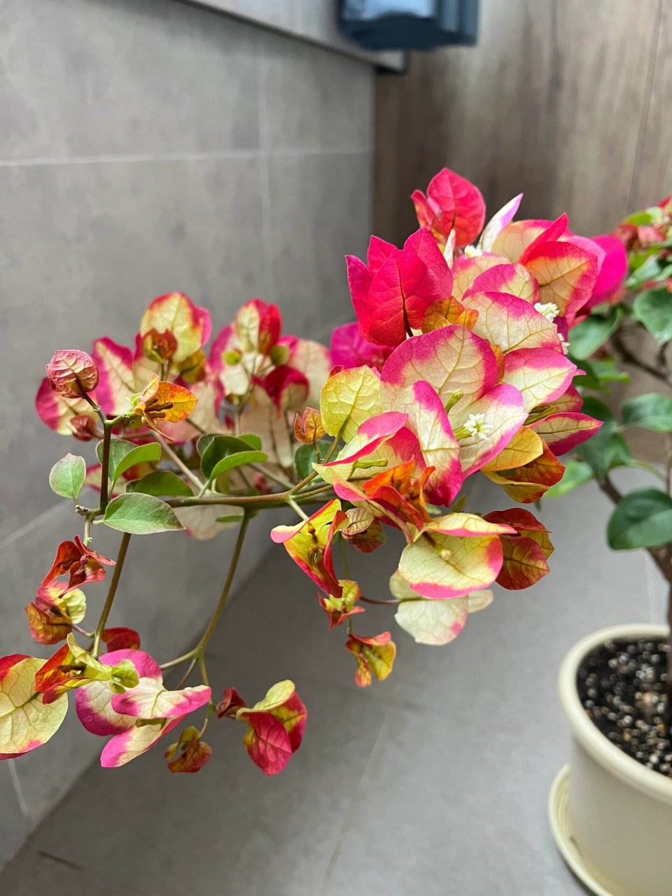 谁说印度画报不勤花 两个月前买的三角梅印度画报,缓苗了一段时间