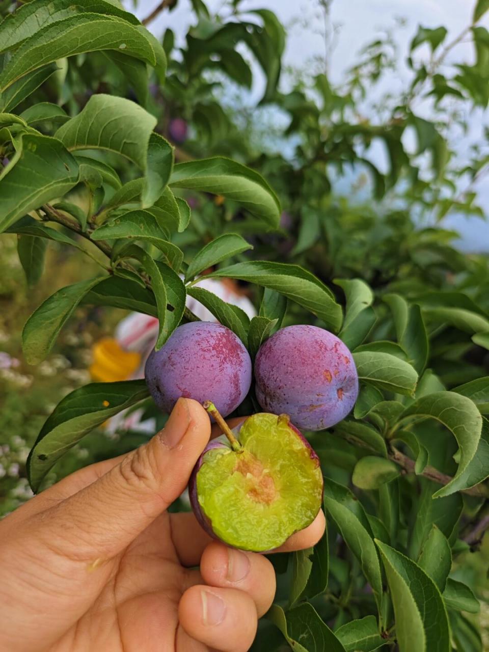 20号,五月脆凤凰李已经达到了一个纯甜无酸的状态了.