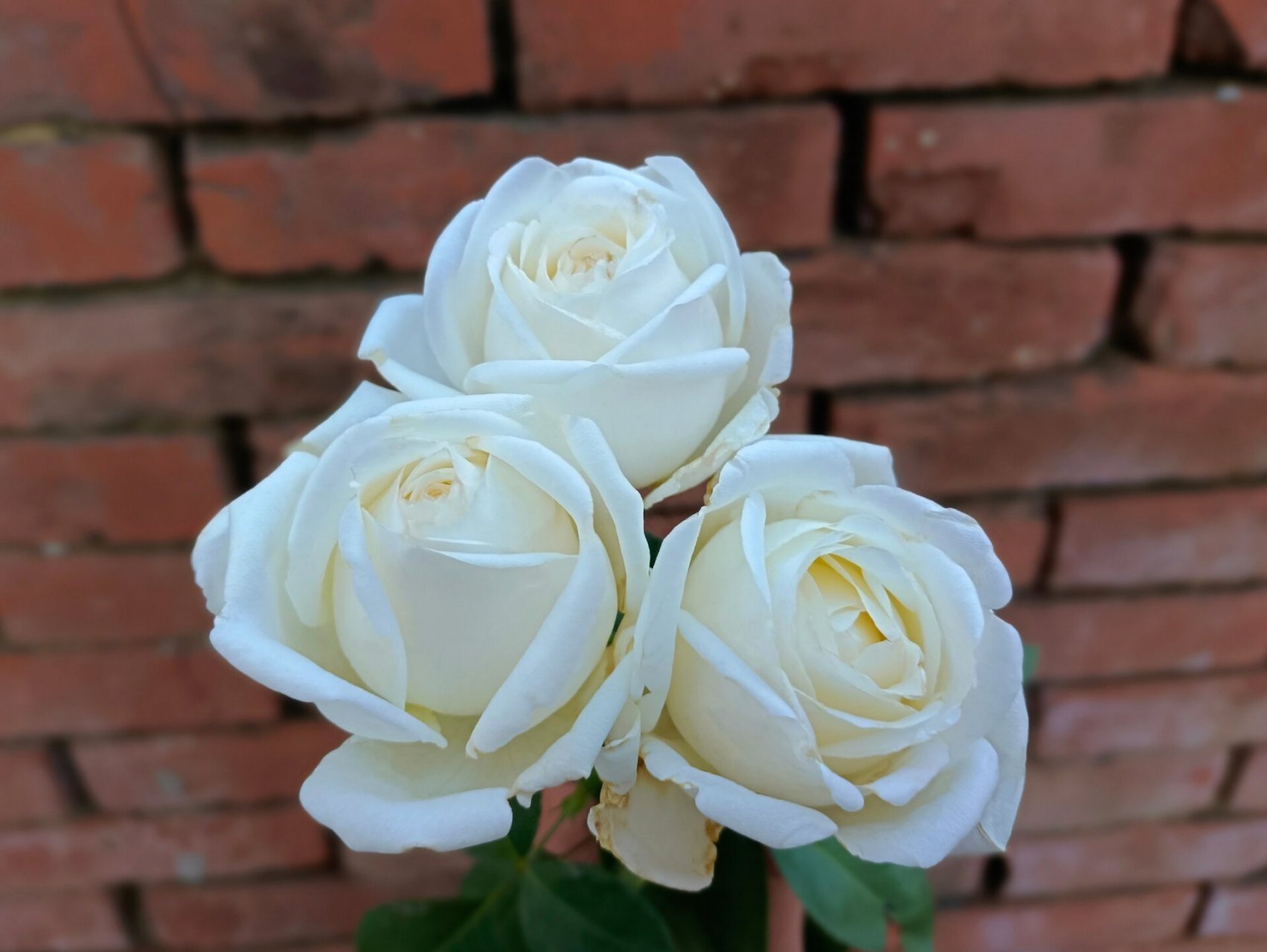 保罗二世月季(白色浓香玫瑰花型推荐) 别名:教皇 英文名:pope john pa