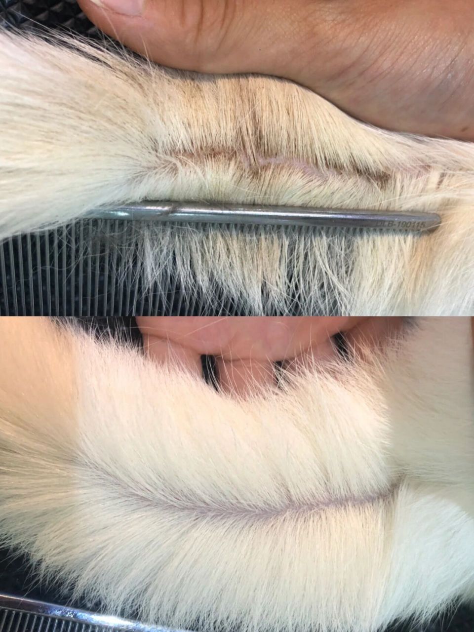 可以说我们家猫咪的油尾巴真的还挺严重的,以前也有过这种情况,然后