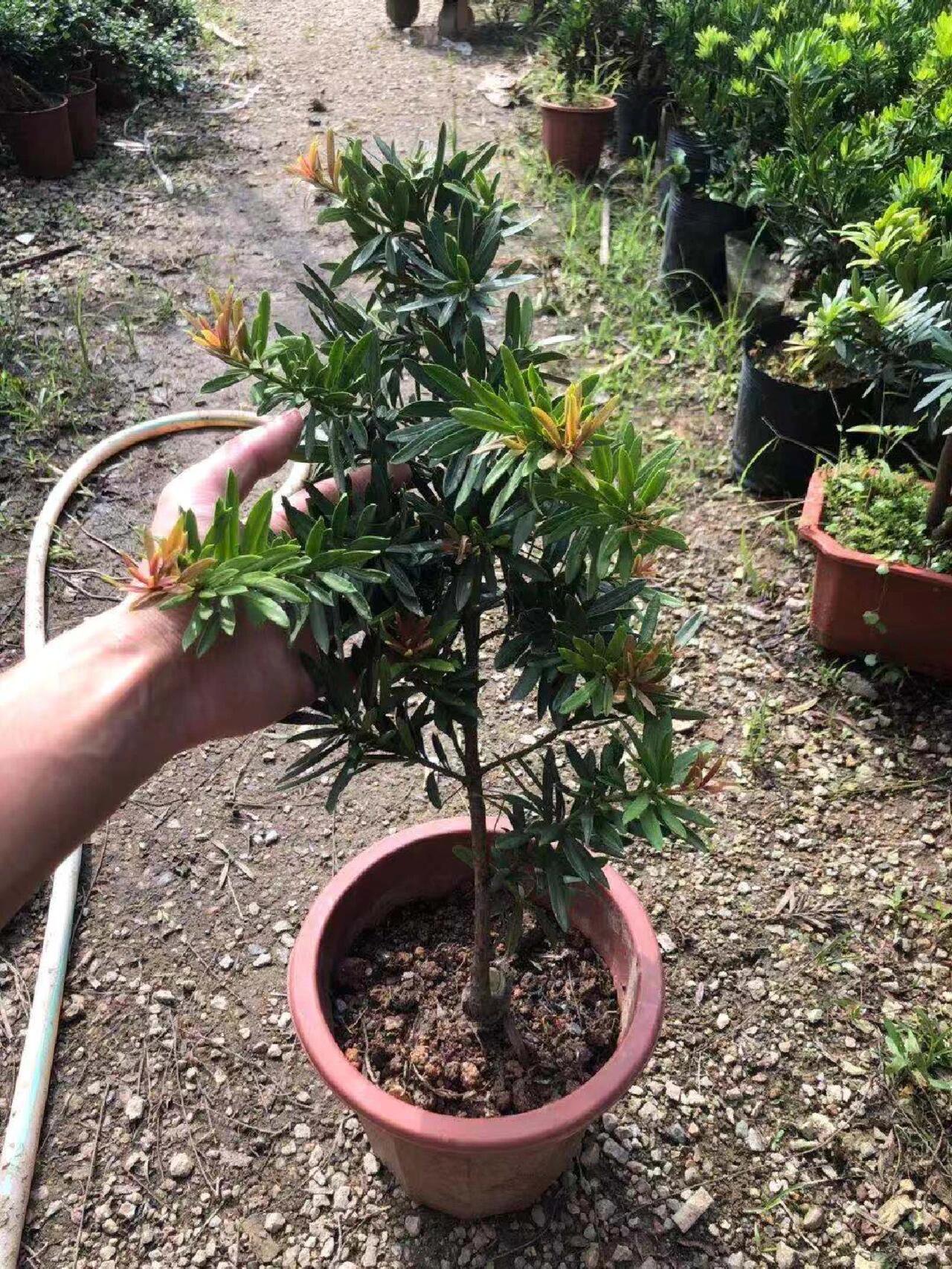 太子妃罗汉松 海岛罗汉松 太子妃罗汉松 红心红芽罗汉松 .