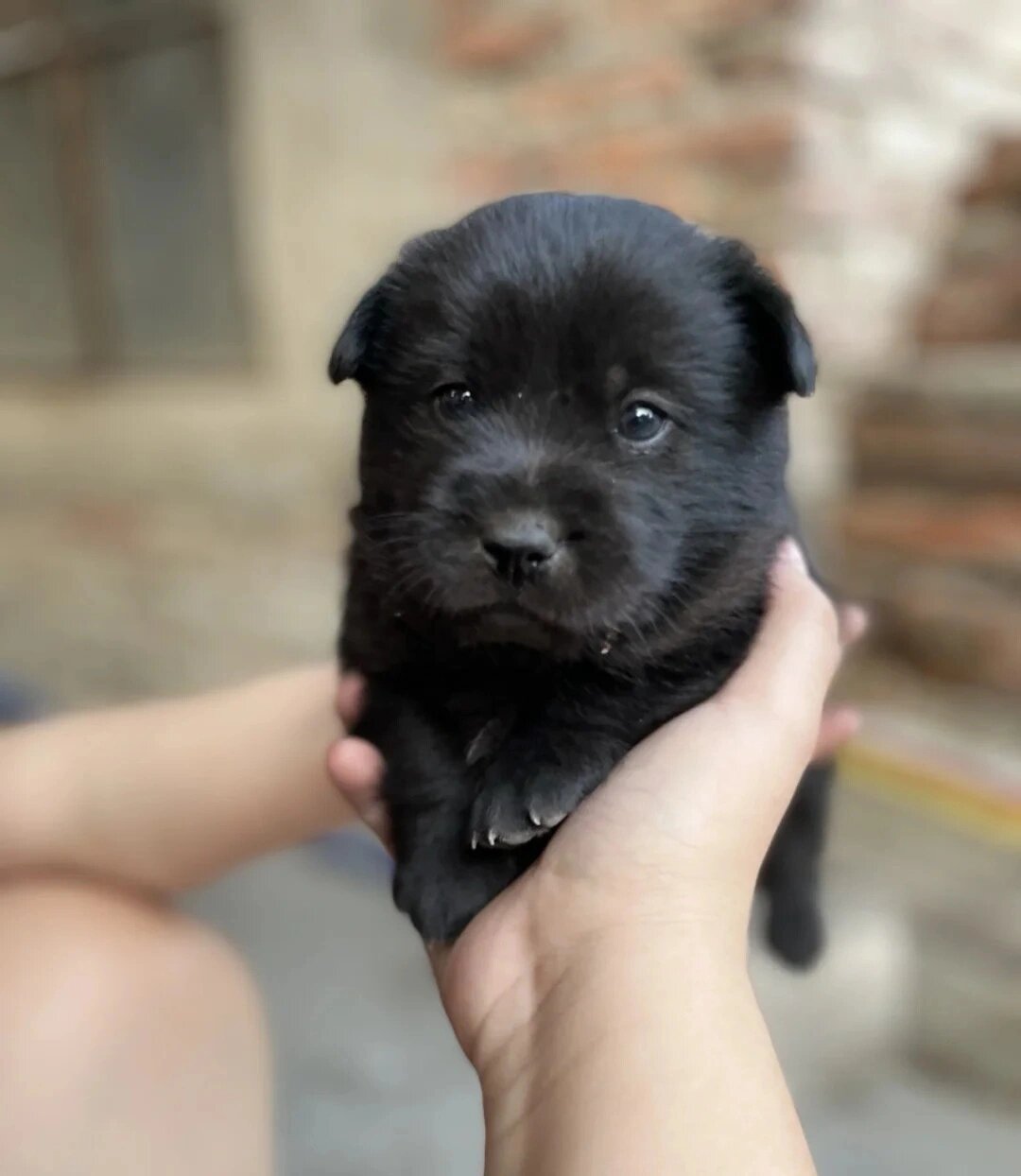 想养只小黑狗或者四眼,有就联系我 想养只中华田园犬,纯黑的,骨架大的