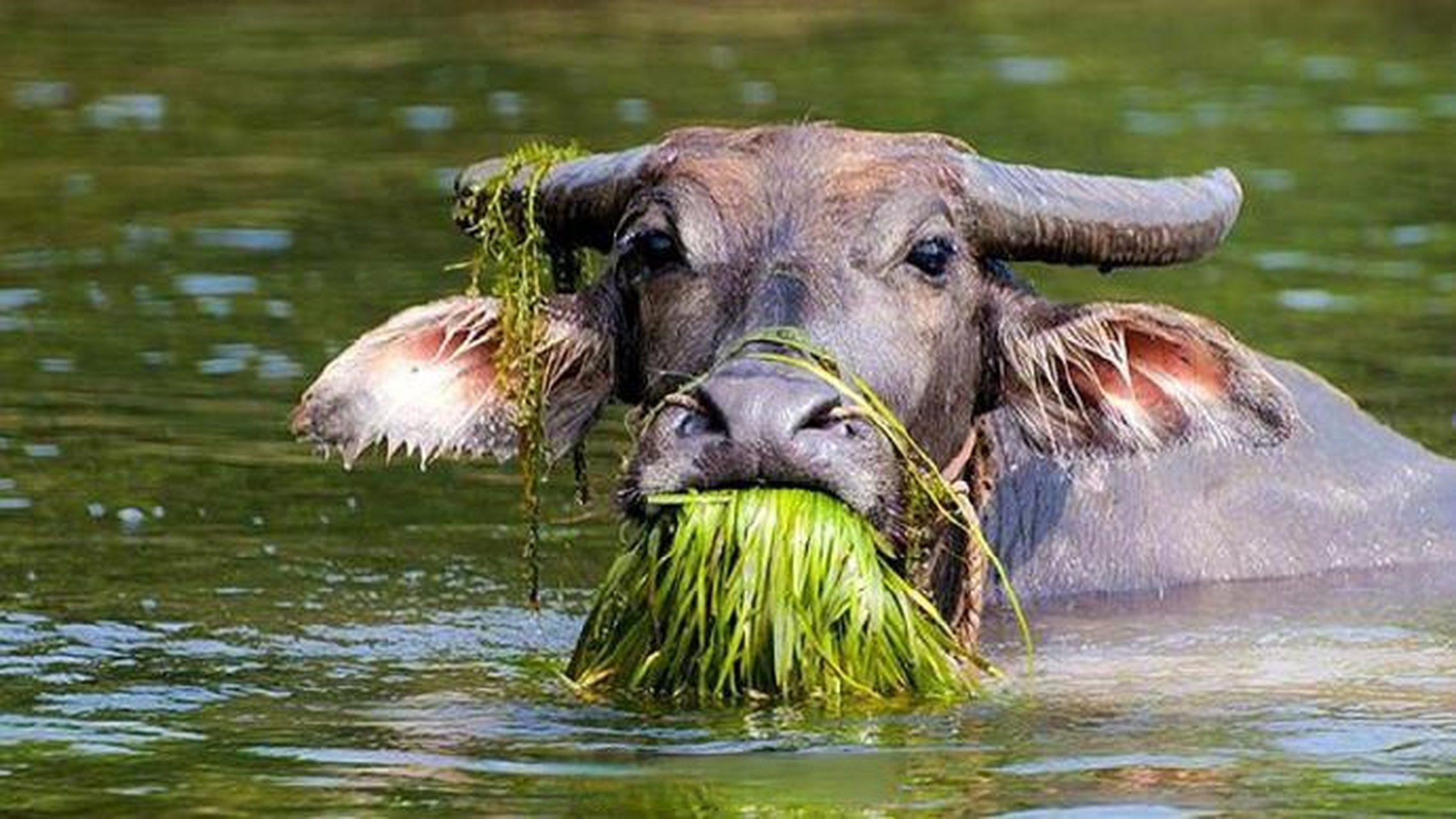 yeah, hes robbing the cradle! 是啊,他是老牛吃嫩草.