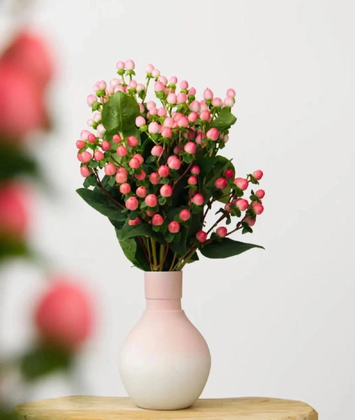 火龙珠|100种鲜花养护大全|附注意事项 火龙珠 火龙珠又叫红豆,同个