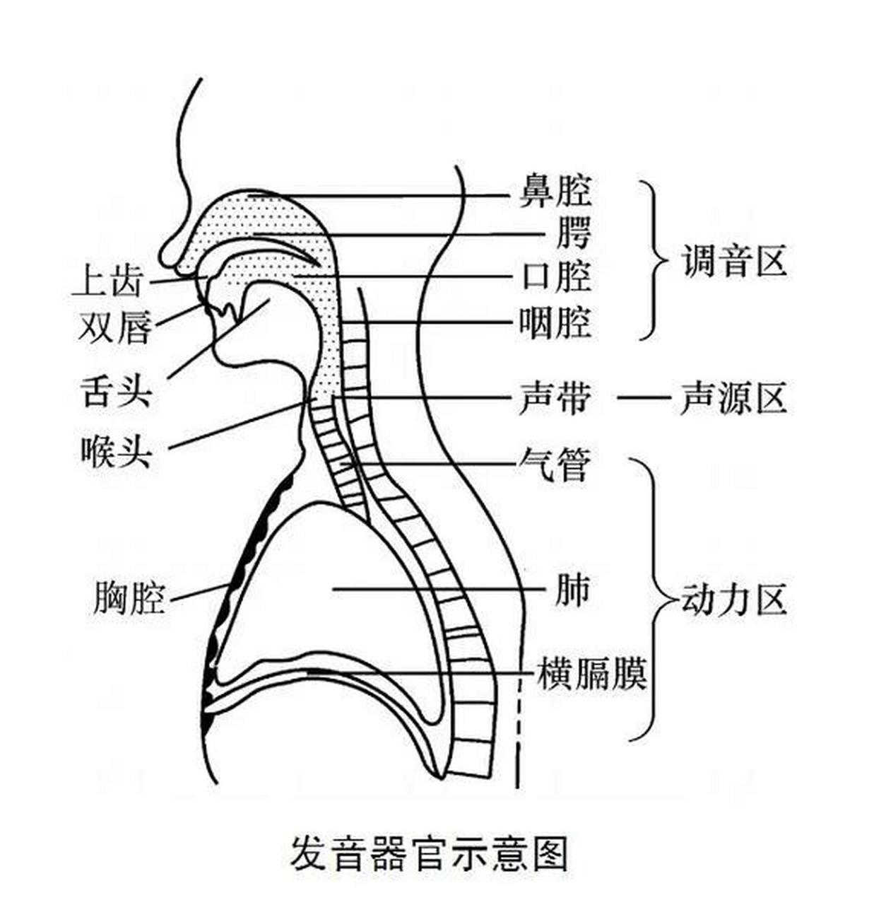 喉咙分布图高清图图片