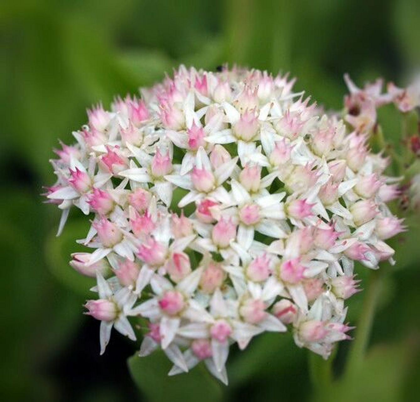 每天认识一种花 | 景天花 95景天花 95别名:八宝景天,活血三七,对