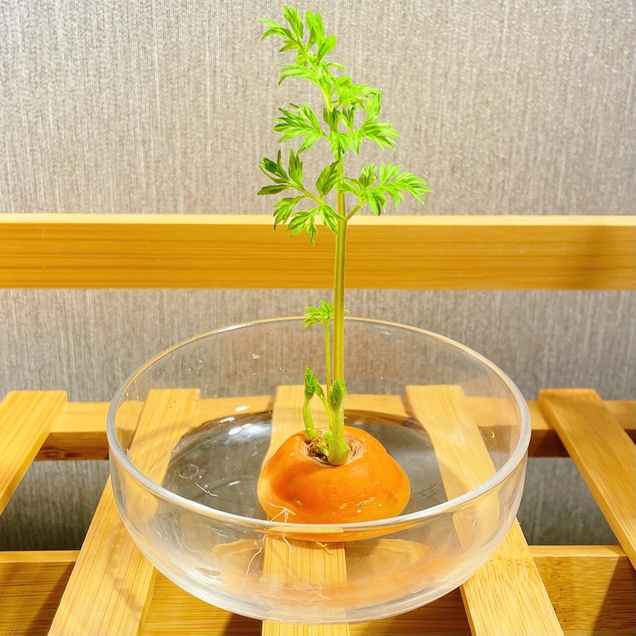 水培胡萝卜方法图片