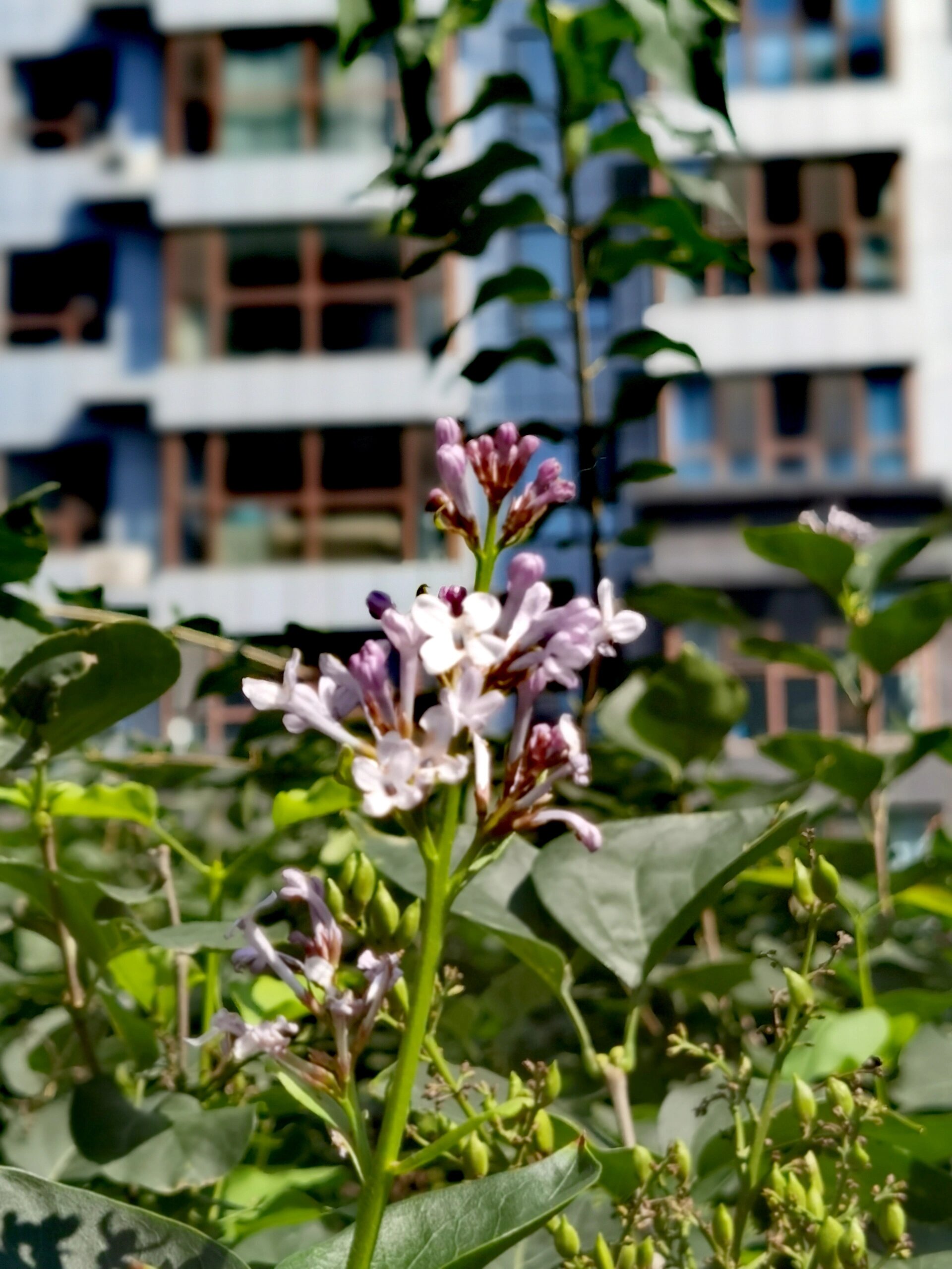 丁香花几月份开花图片