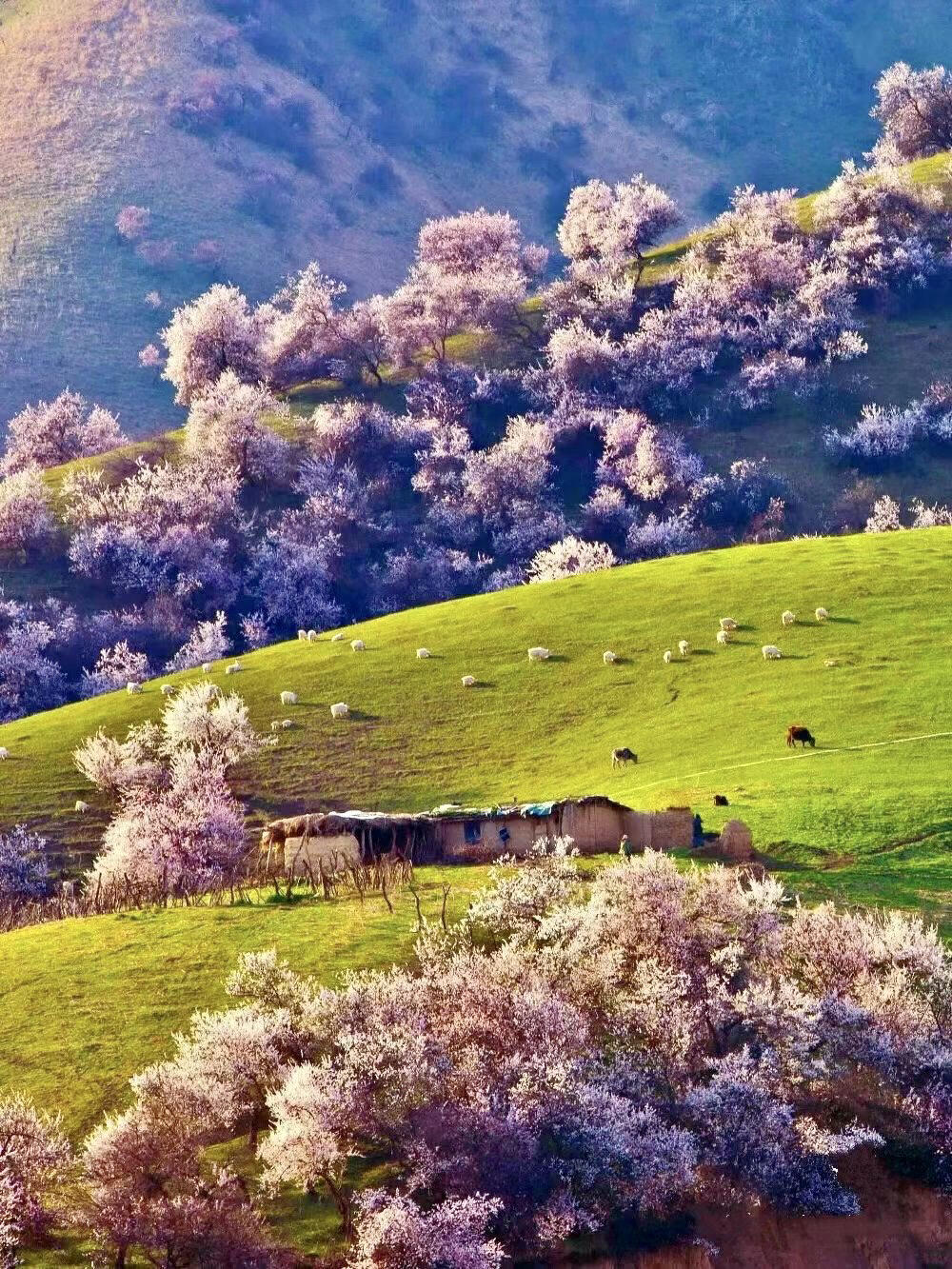 新疆最美野生杏花沟——伊犁吐尔根杏花