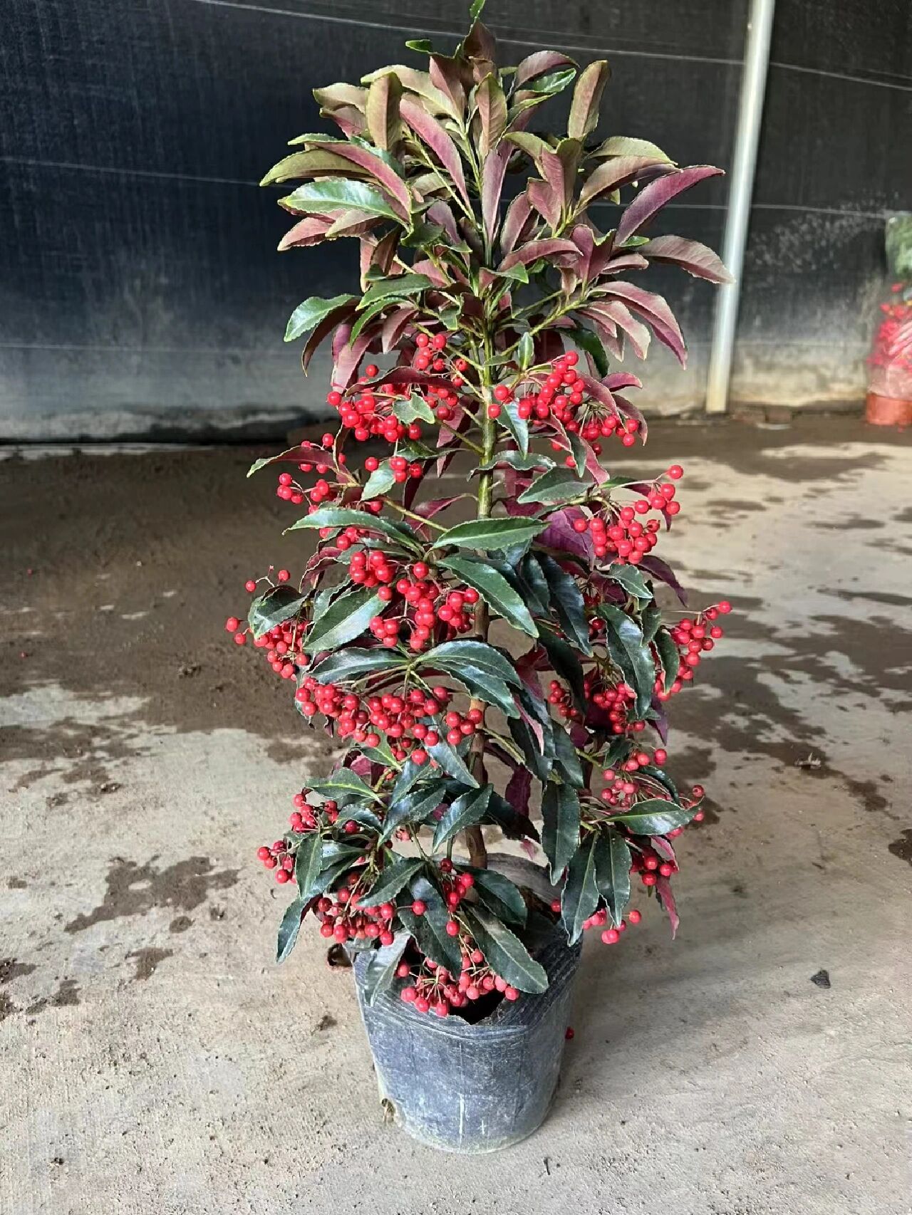 黄金万两植物的寓意是财运滚滚,生财,旺财