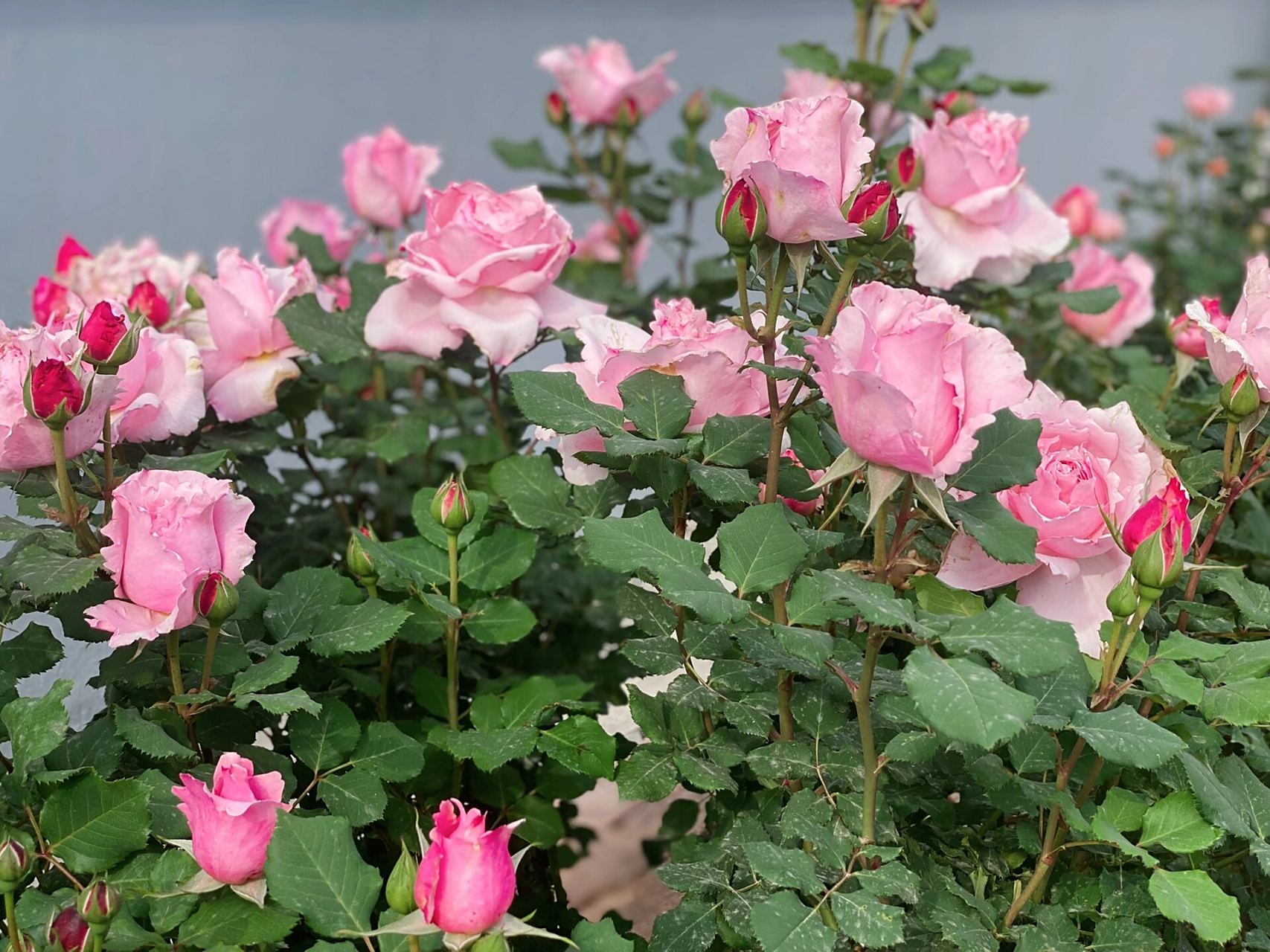 一年一度的索菲罗莎·月季