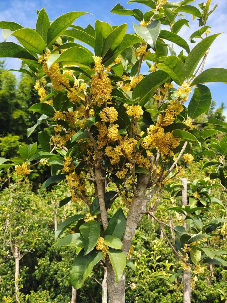 天香台阁桂花盛开.今年开得有点迟.