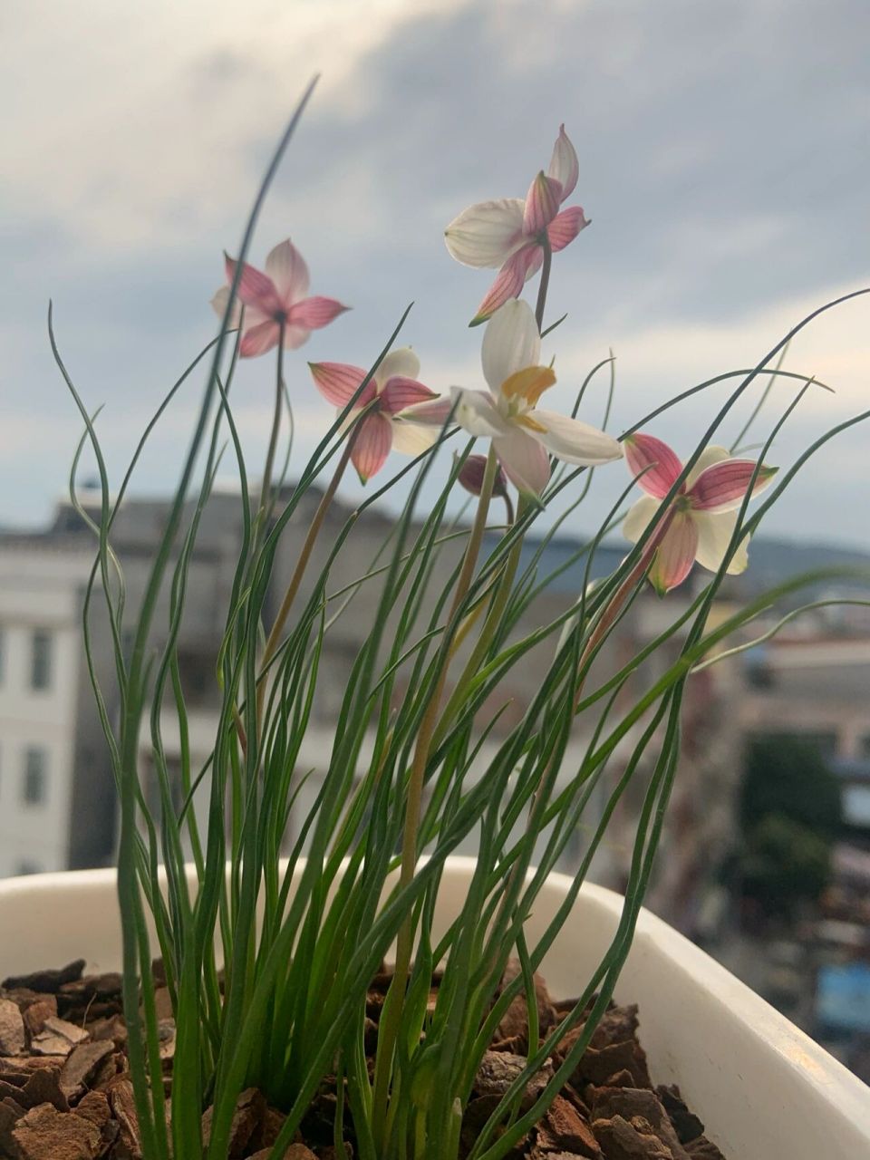 前两天发的月光花你们都说像莲花 其实它长这个样子,像莲花是因为花苞