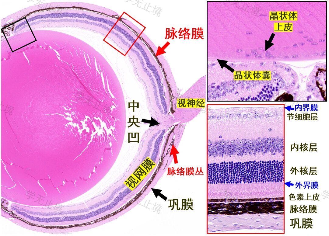 角膜缘解剖图片