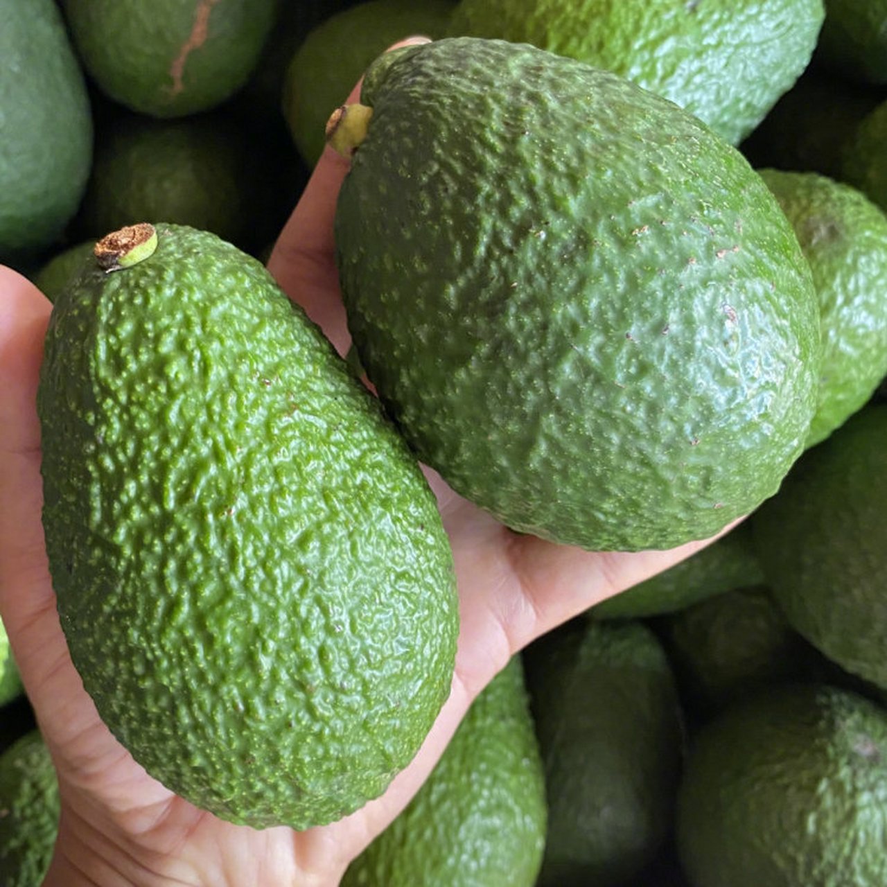 云南国产牛油果精品果 哈斯/品克顿【顺丰】 【推荐理由】云南哈斯牛