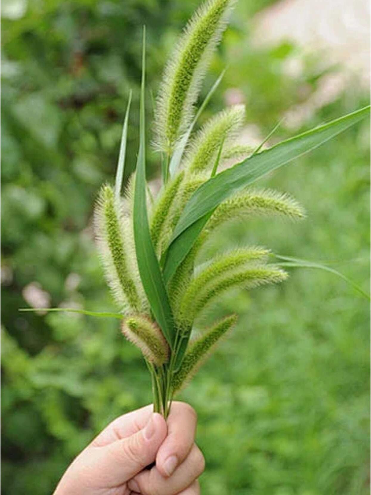 狗毛仔草药图片