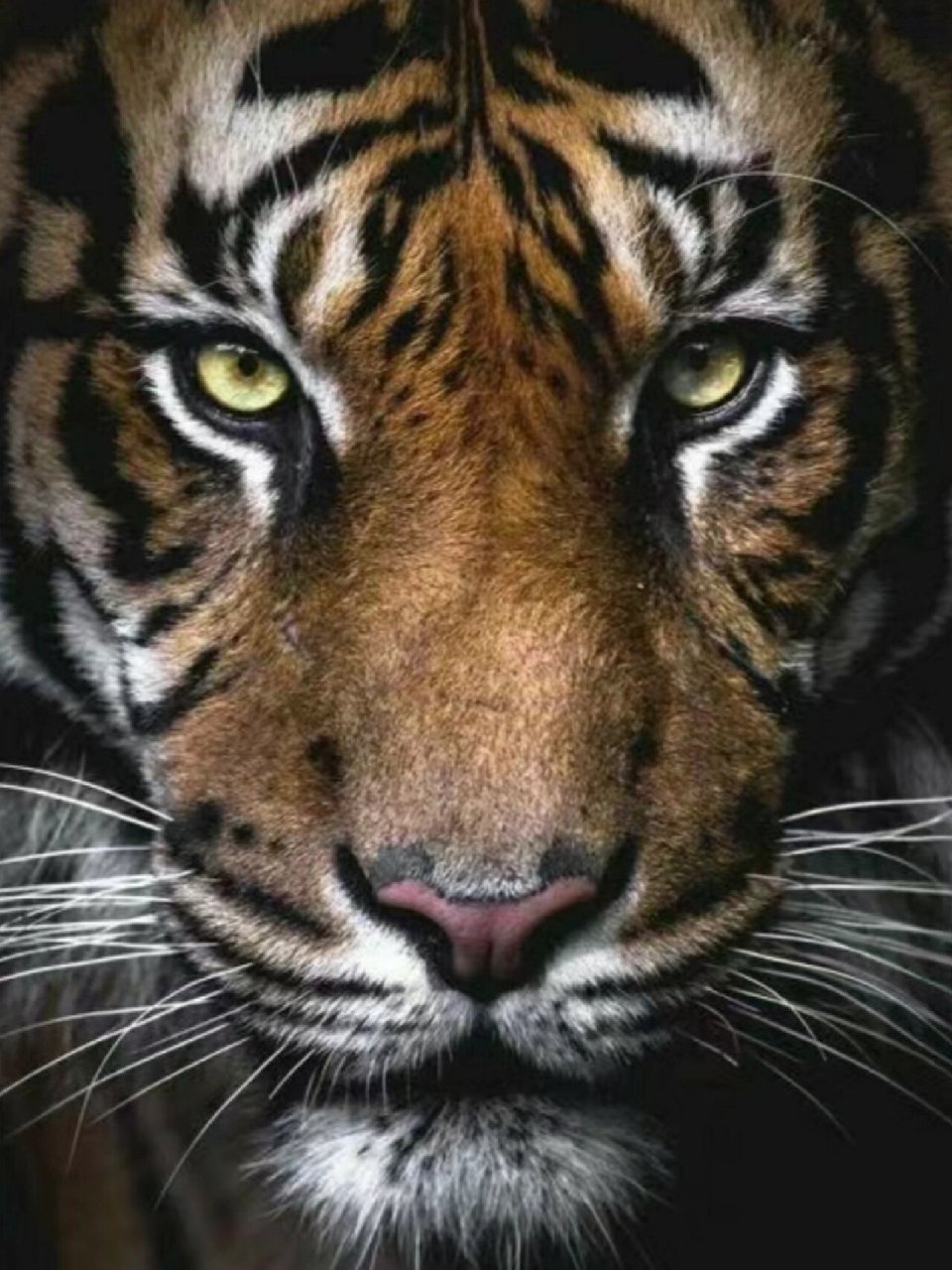 老虎91正气凶猛,眼神坚定有力量 多对视猛兽眼睛,接受老虎能量,能