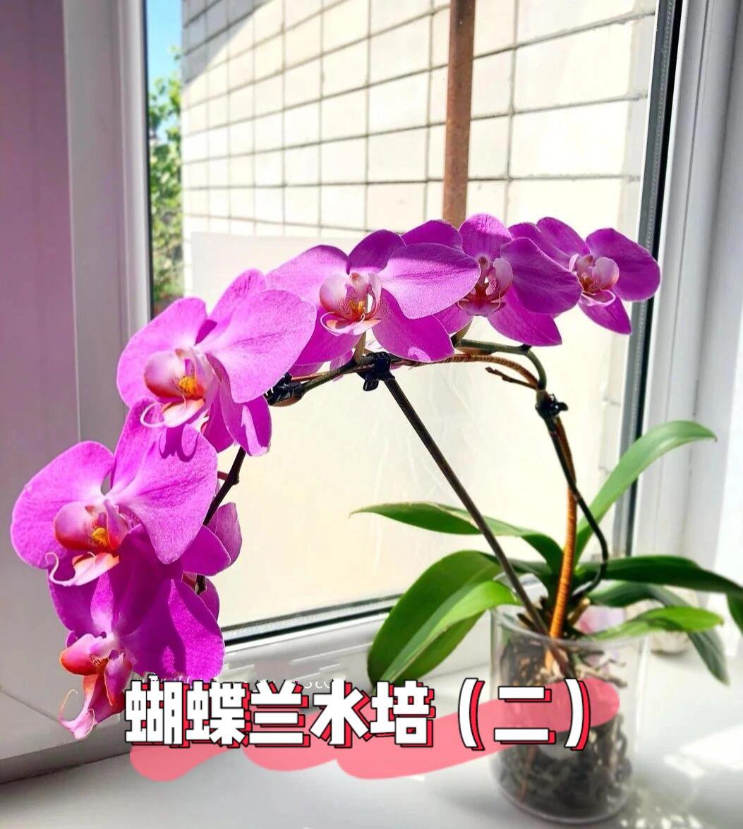 蝴蝶兰水培(二)拯救烂根 促根开花