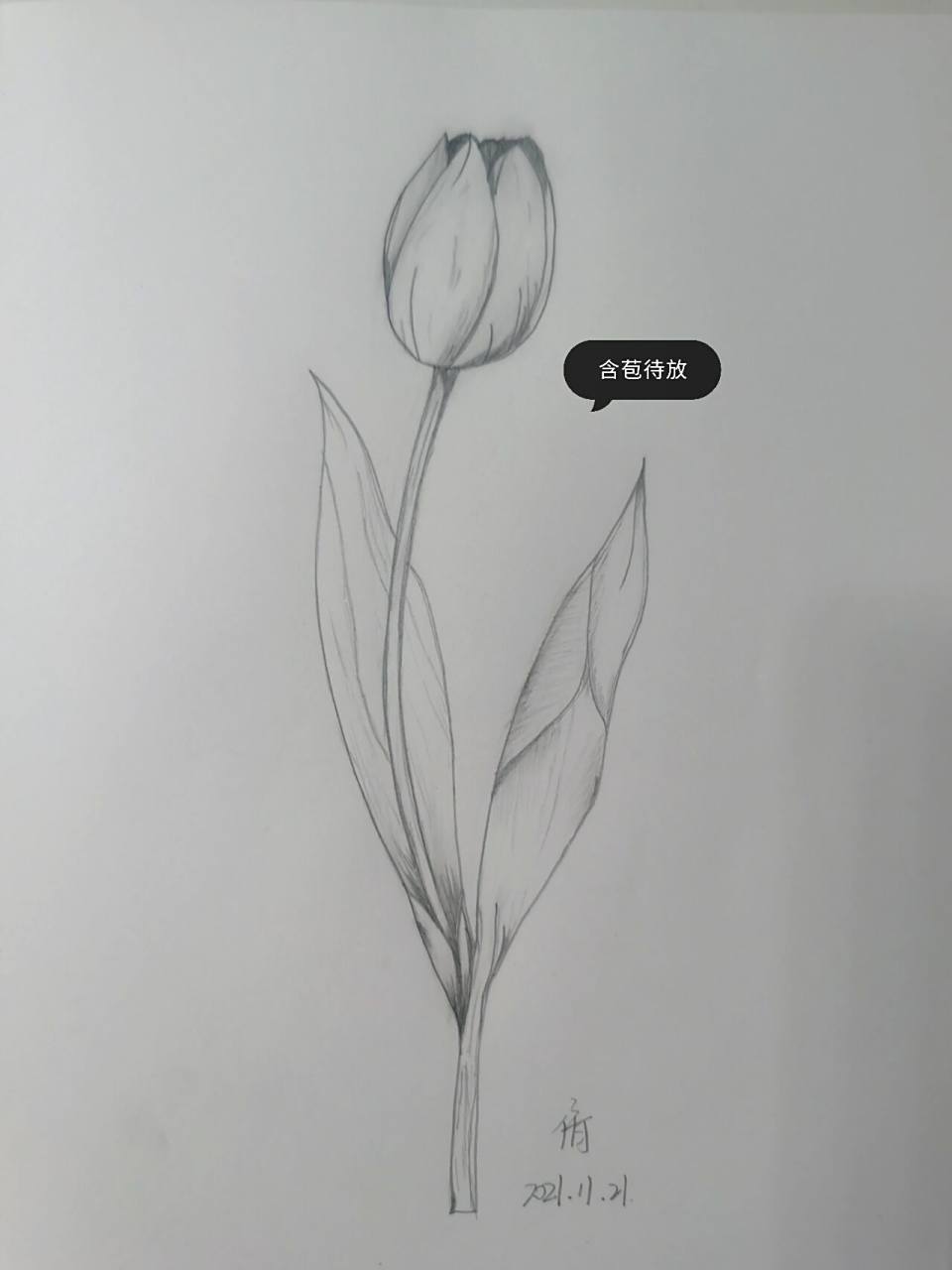 素描植物:含苞待放的花骨朵 952021.11.