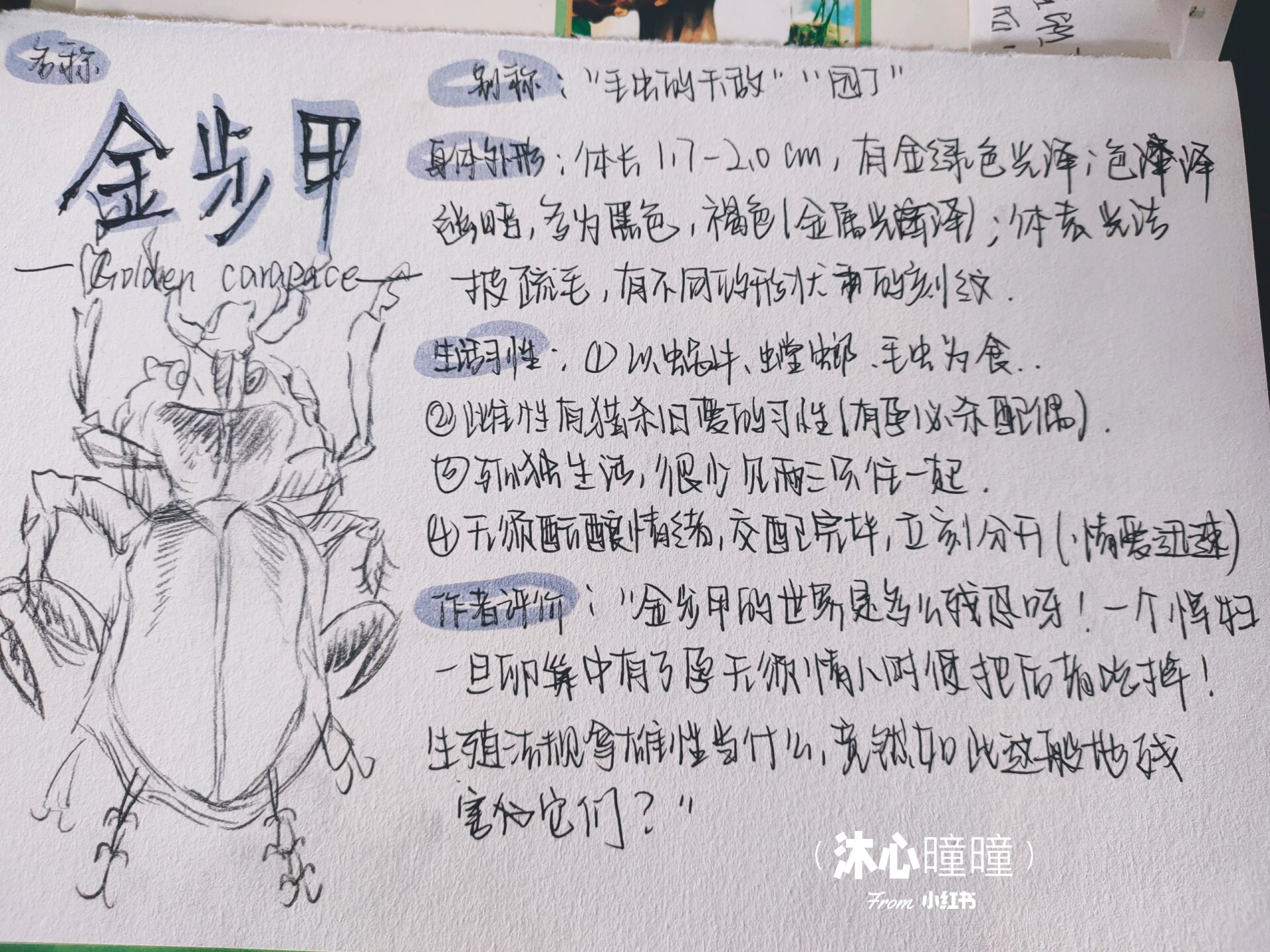 《昆虫记》--金步甲 原作