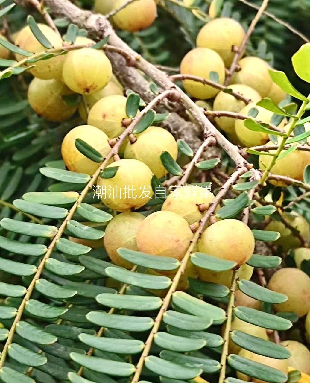 潮汕特产油柑丰收|新品种97 赤皮油柑种 67新品种"酥甘甜无渣"赤