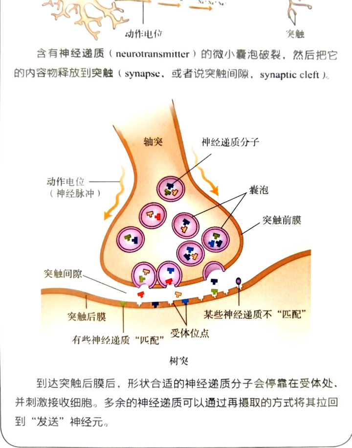 突触常见类型及图片图片