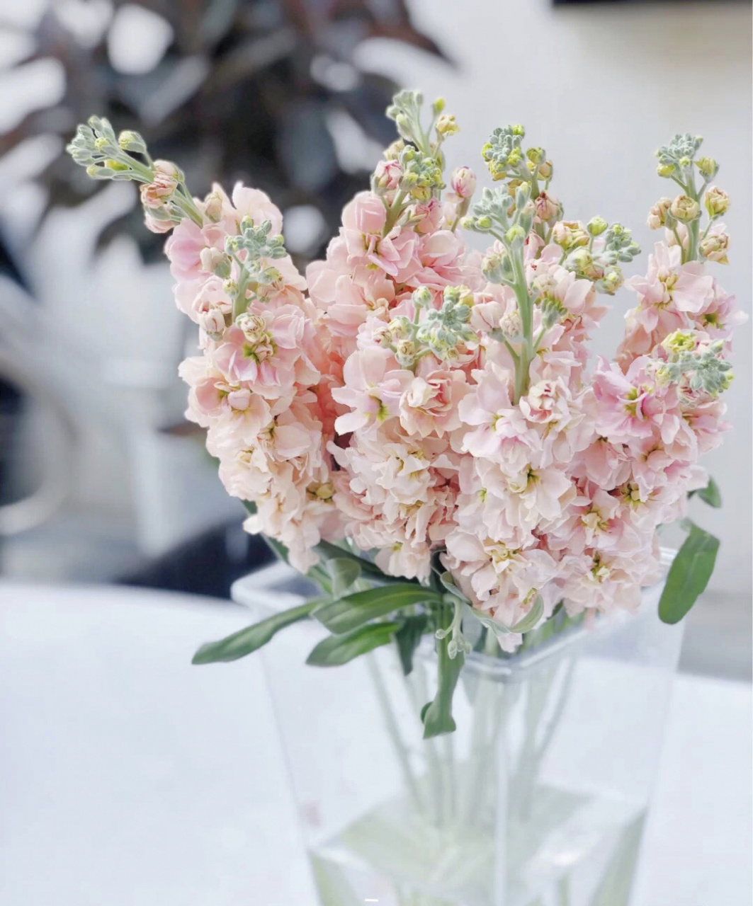 香气馥郁的紫罗兰 紫罗兰就像一个傲娇的小公主一样,美丽又娇气