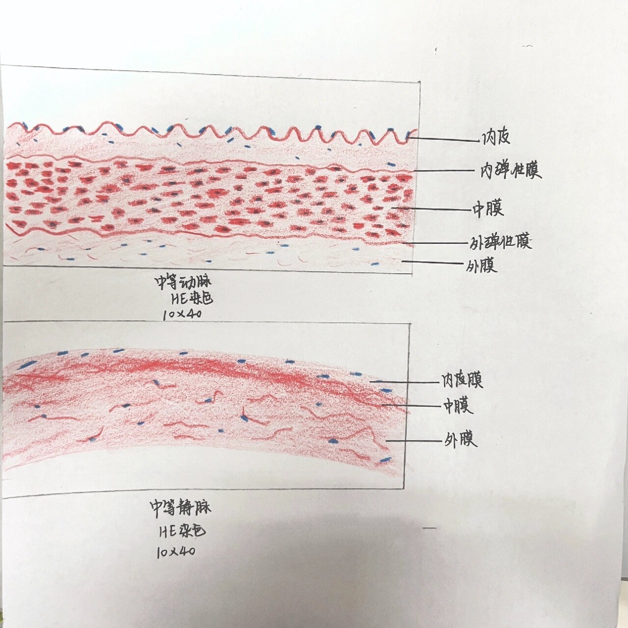 小静脉光镜图图片