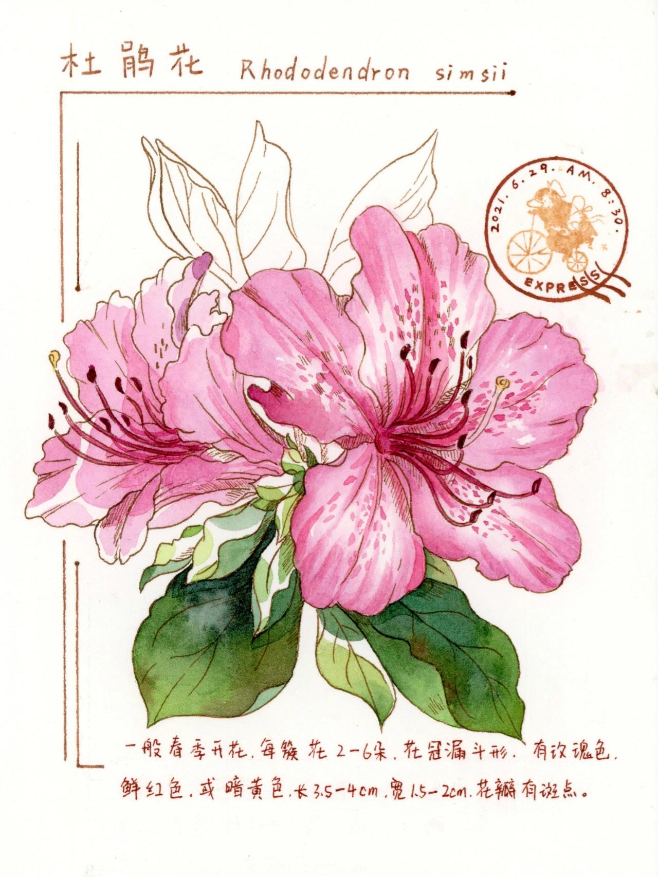 手绘植物/杜鹃花