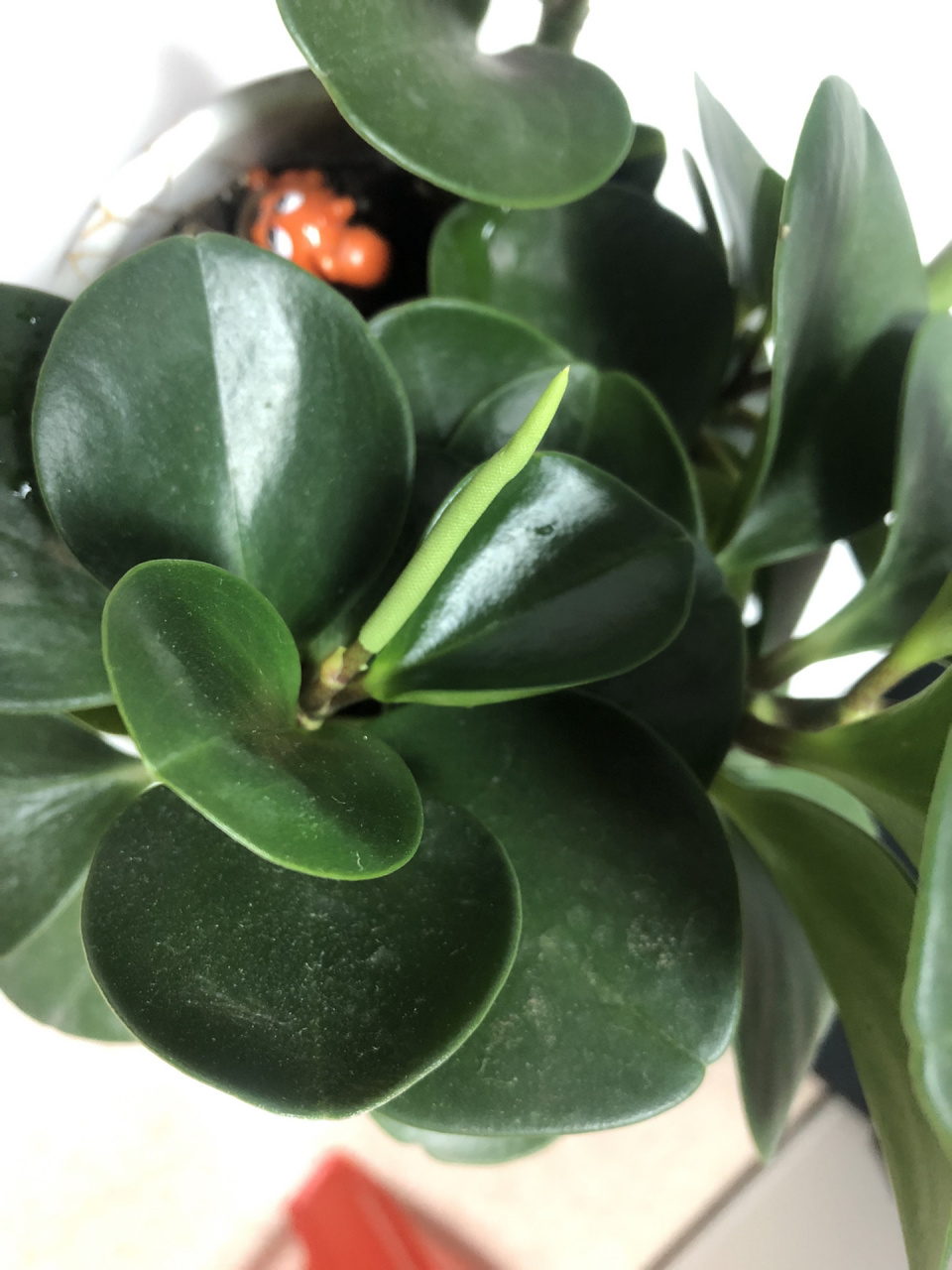 养了一年多的豆瓣绿居然会开花!额也太丑 了吧,这到底是花还是或是?