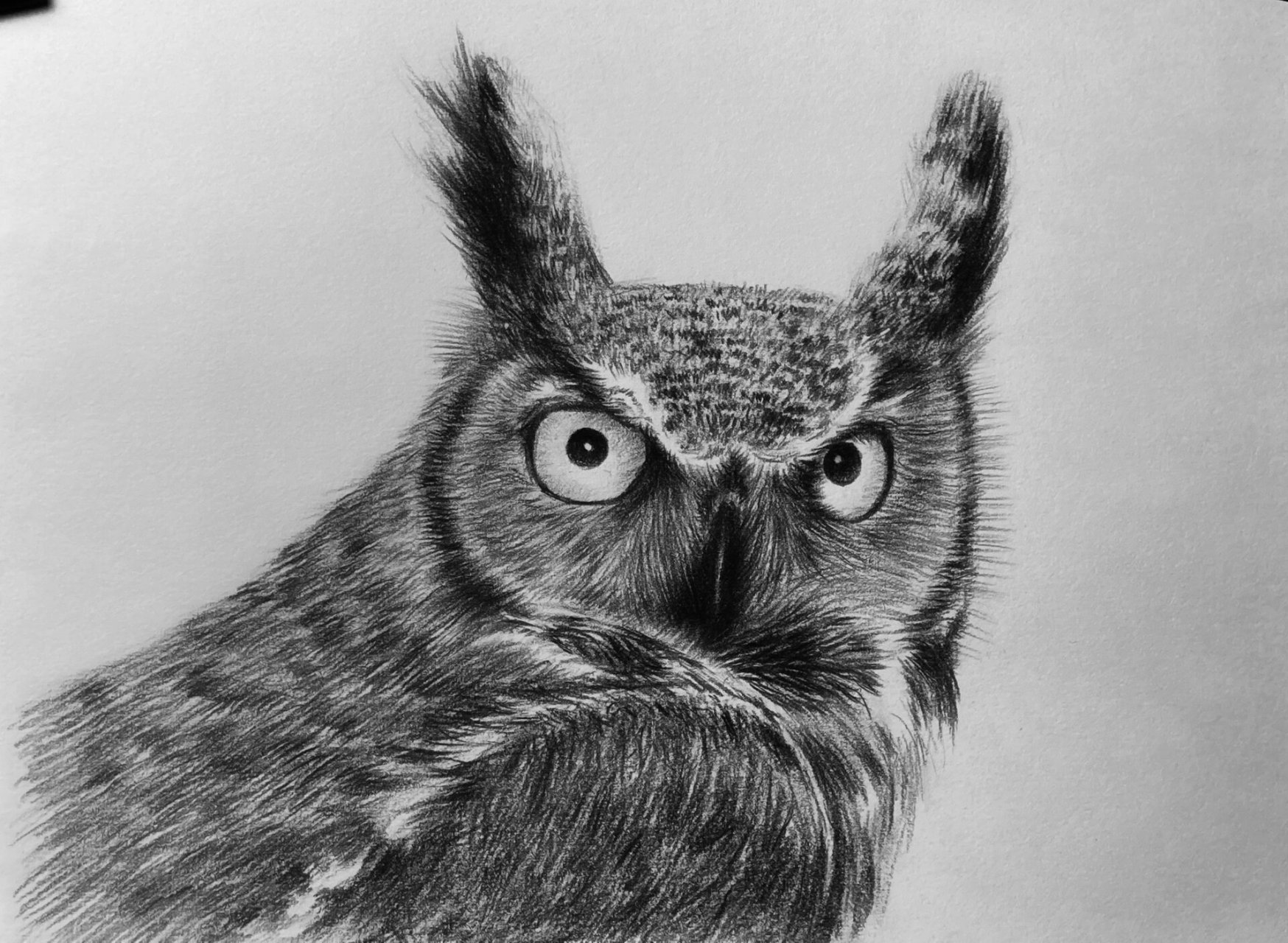 猫头鹰素描步骤图