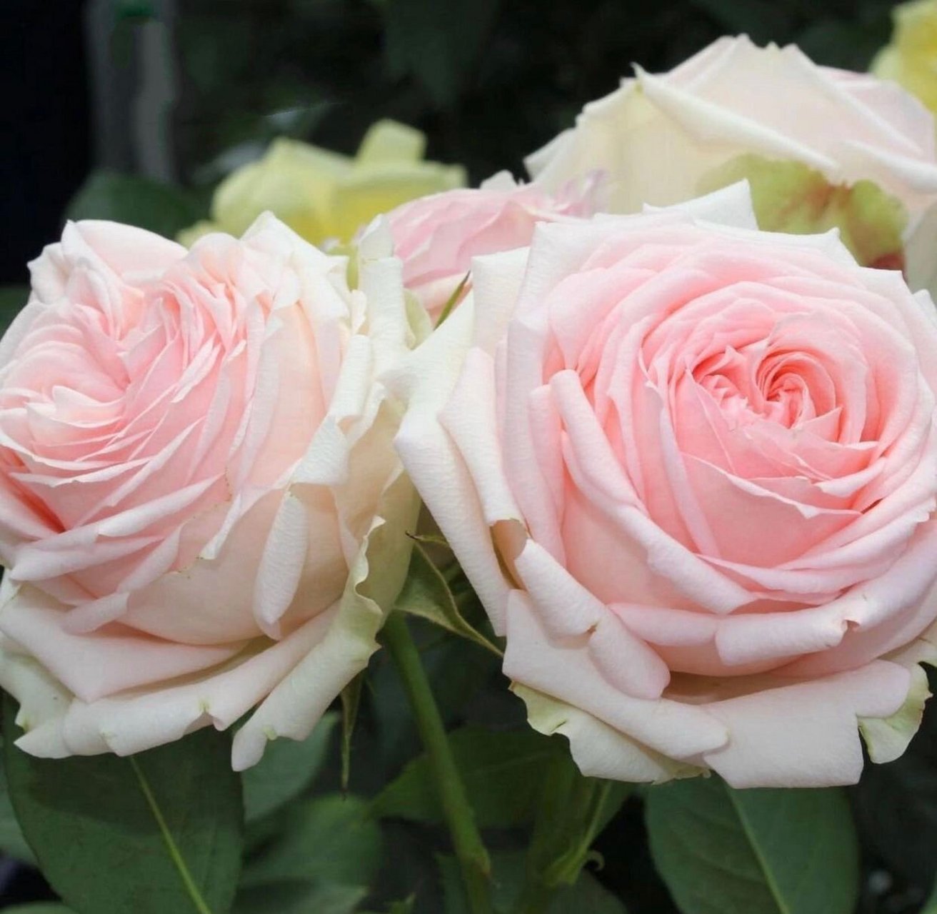 第一夫人月季优缺点分析欢迎补充969696 第一夫人是德国培育的