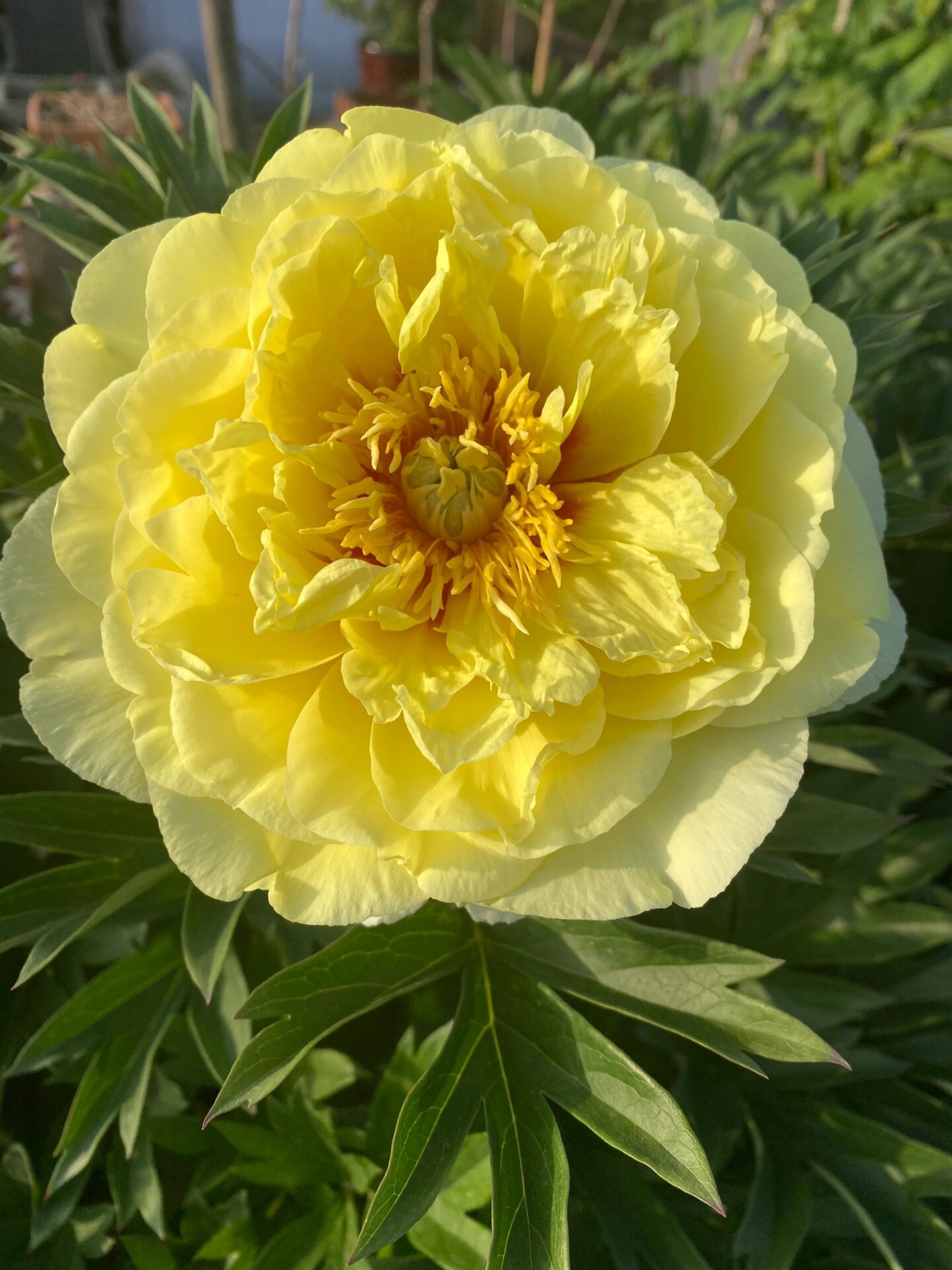 芍药牡丹杂交品种 芭茨拉