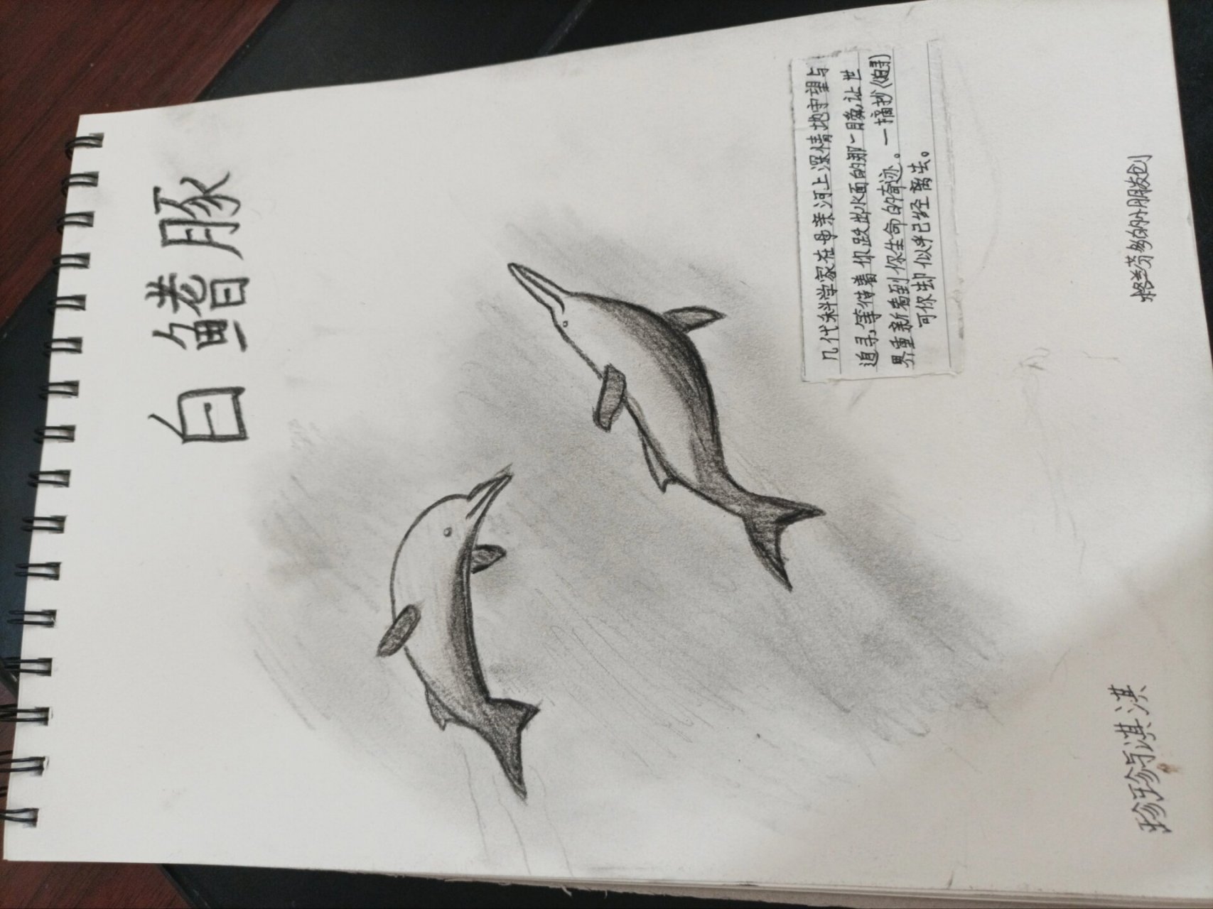 白鳍豚简笔画图片