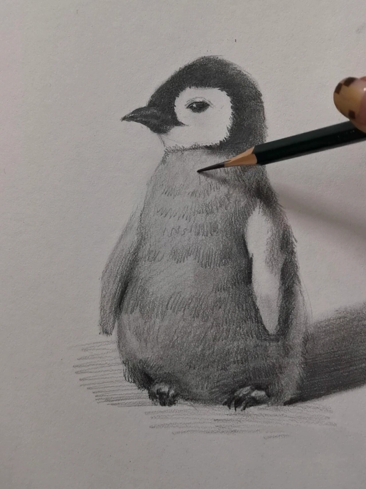 素描小企鹅 绘画过程图文详解