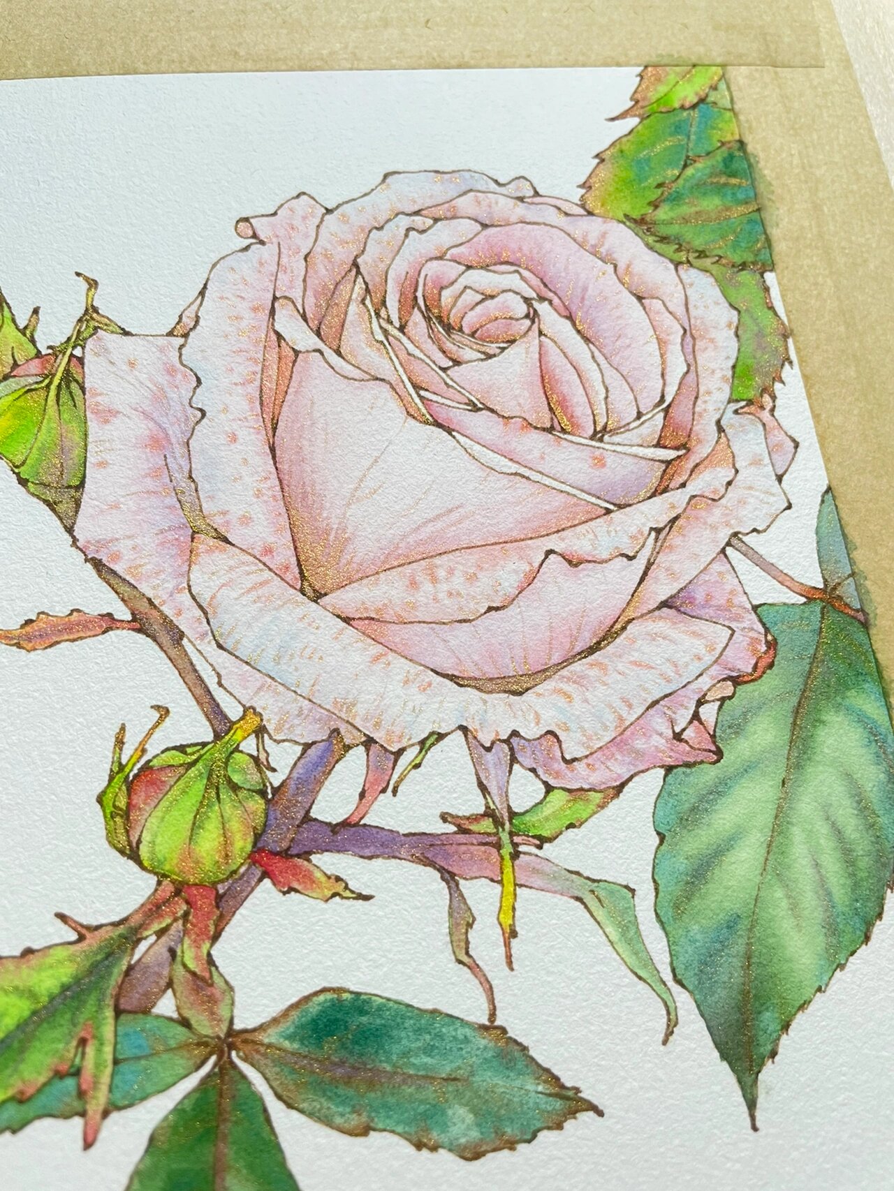 钢笔淡彩月季～内附线稿