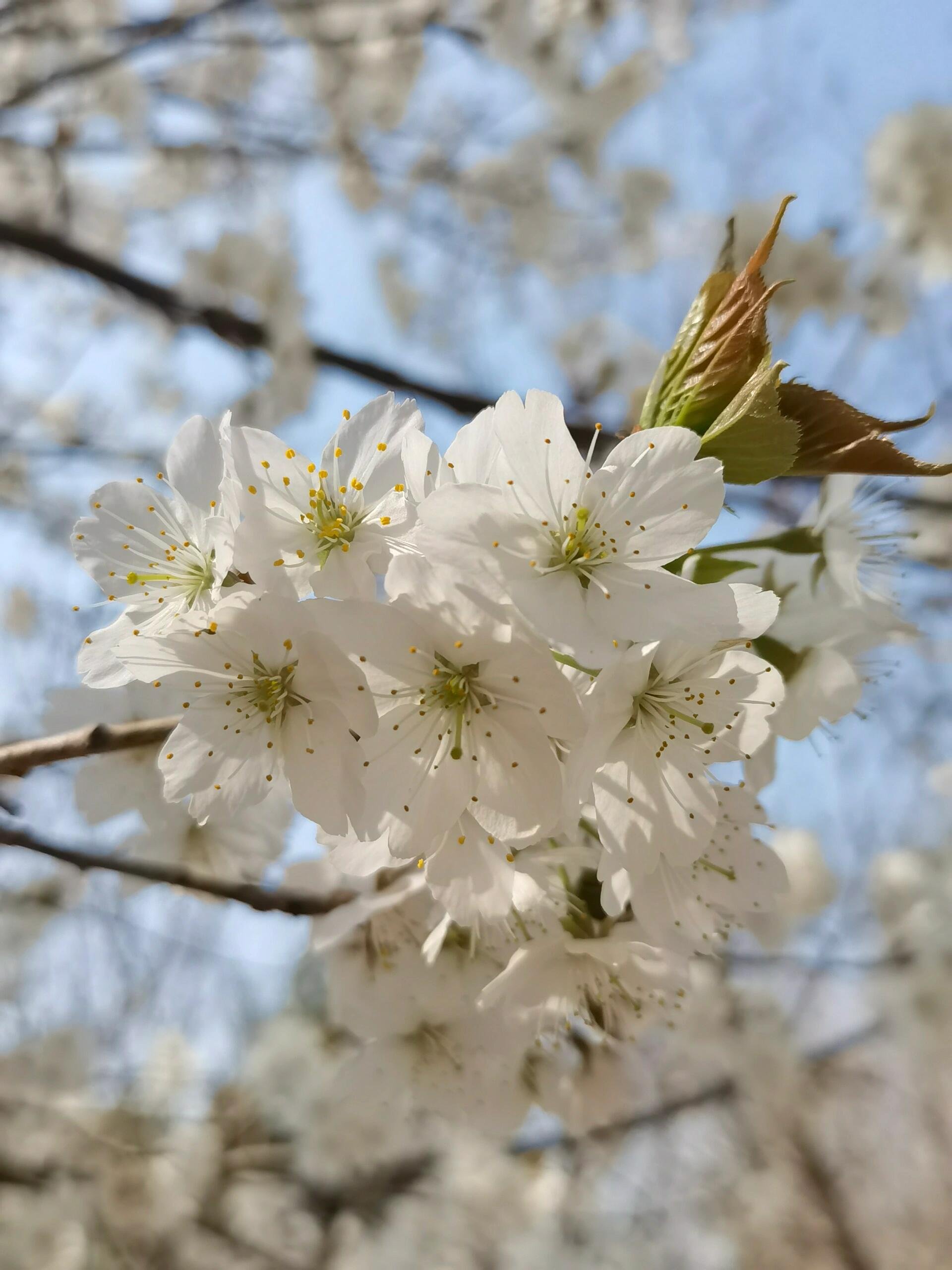 樱桃花图片真实图片